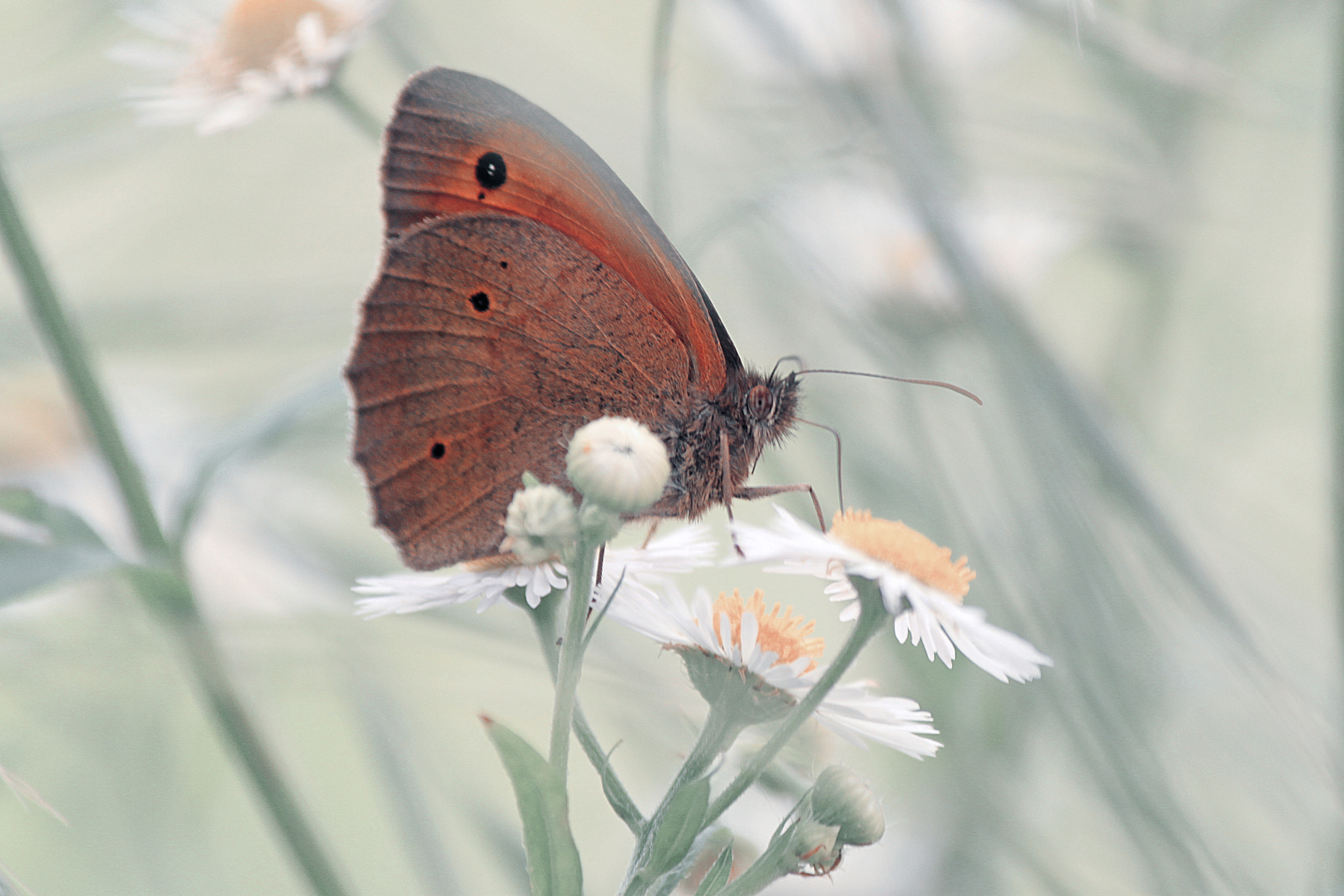 Canon EOS 500D (EOS Rebel T1i / EOS Kiss X3) sample photo. The last dance of a butterfly photography