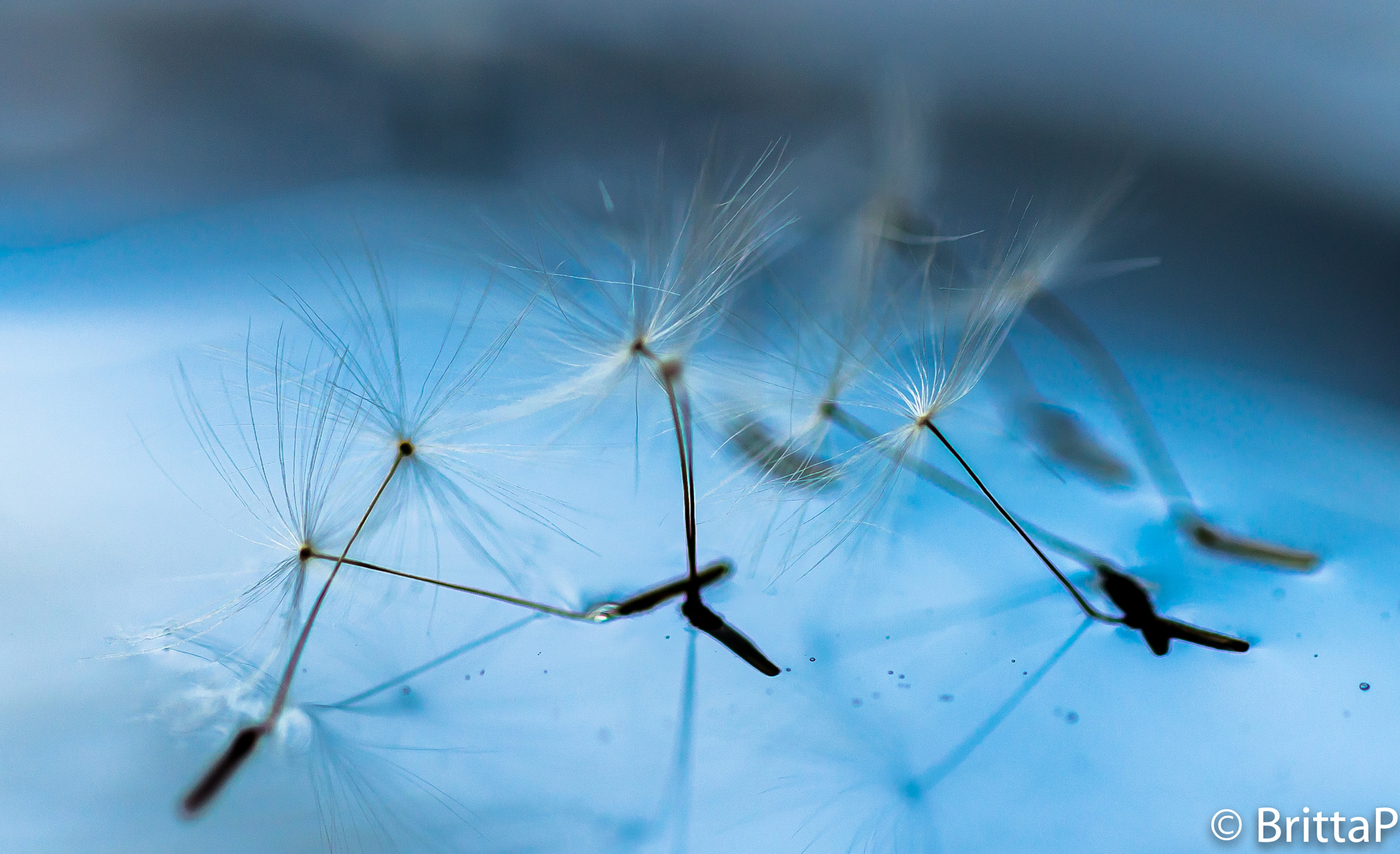 Nikon D610 + Sigma 50mm F2.8 EX DG Macro sample photo. Floating dandelions seed photography