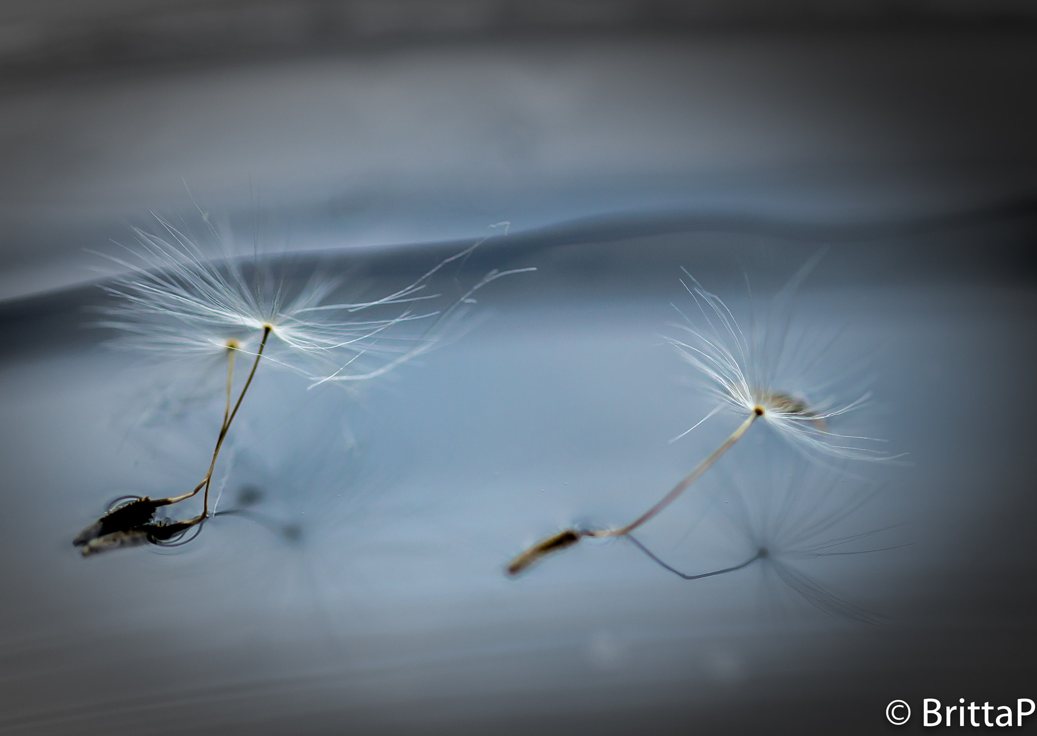 Nikon D610 sample photo. Floating dandelions seed photography