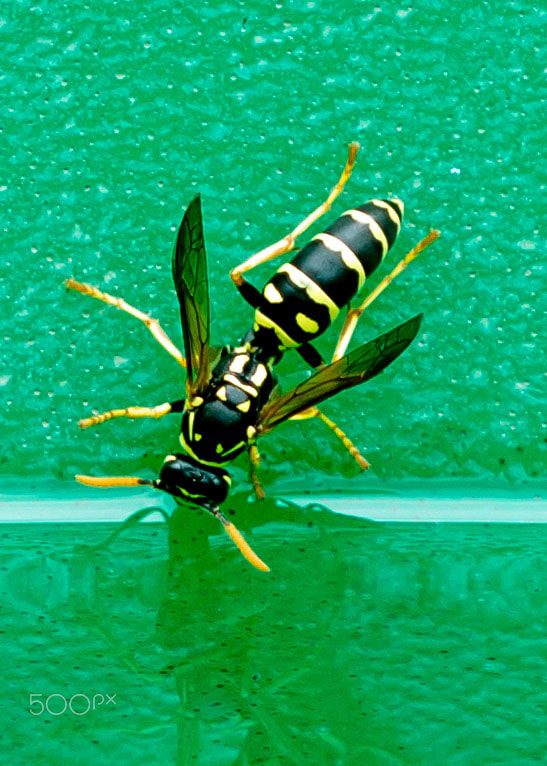 Canon EOS 100D (EOS Rebel SL1 / EOS Kiss X7) + Canon EF 100mm F2.8 Macro USM sample photo. Wasp in pool photography