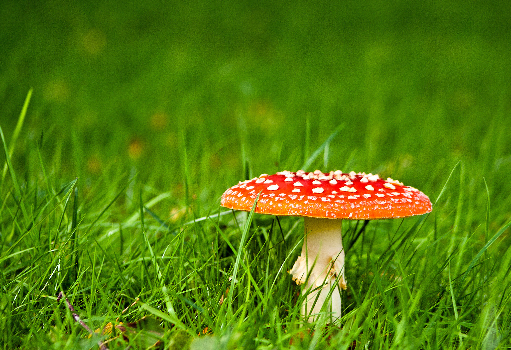Red hat by Robert Marvin / 500px