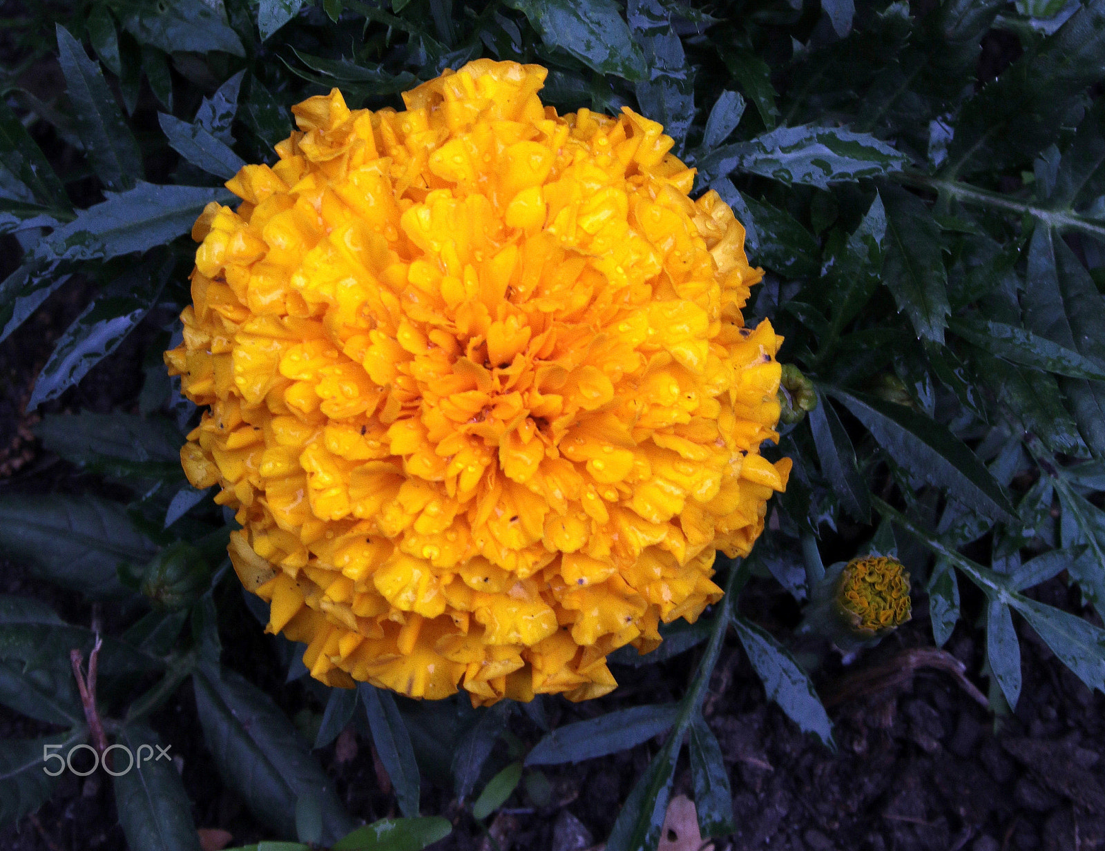 Canon EF-S 18-55mm F3.5-5.6 sample photo. Marigold photography