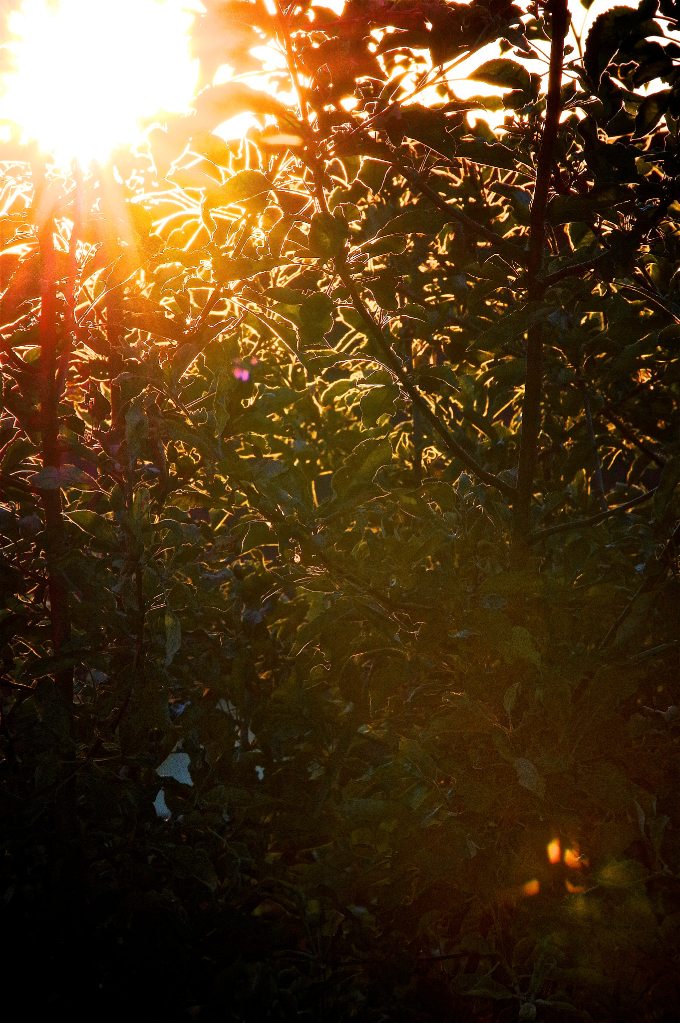 Pentax K-3 II sample photo. Summer photography