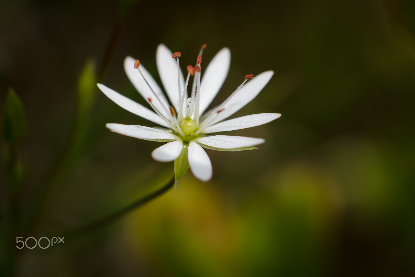 Canon EOS 550D (EOS Rebel T2i / EOS Kiss X4) + Canon EF 50mm F1.4 USM sample photo. White flower photography