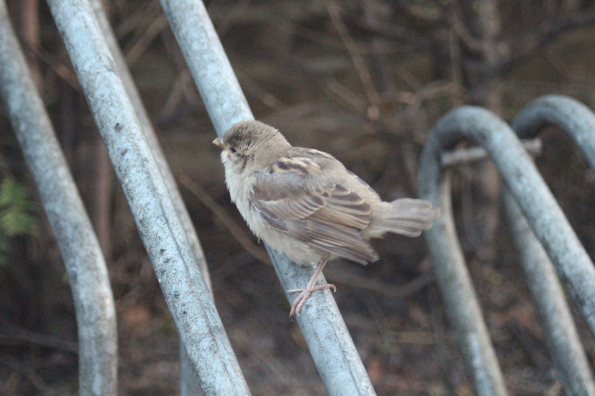 Canon EF 35-80mm f/4-5.6 sample photo. Fluffy sparrow photography