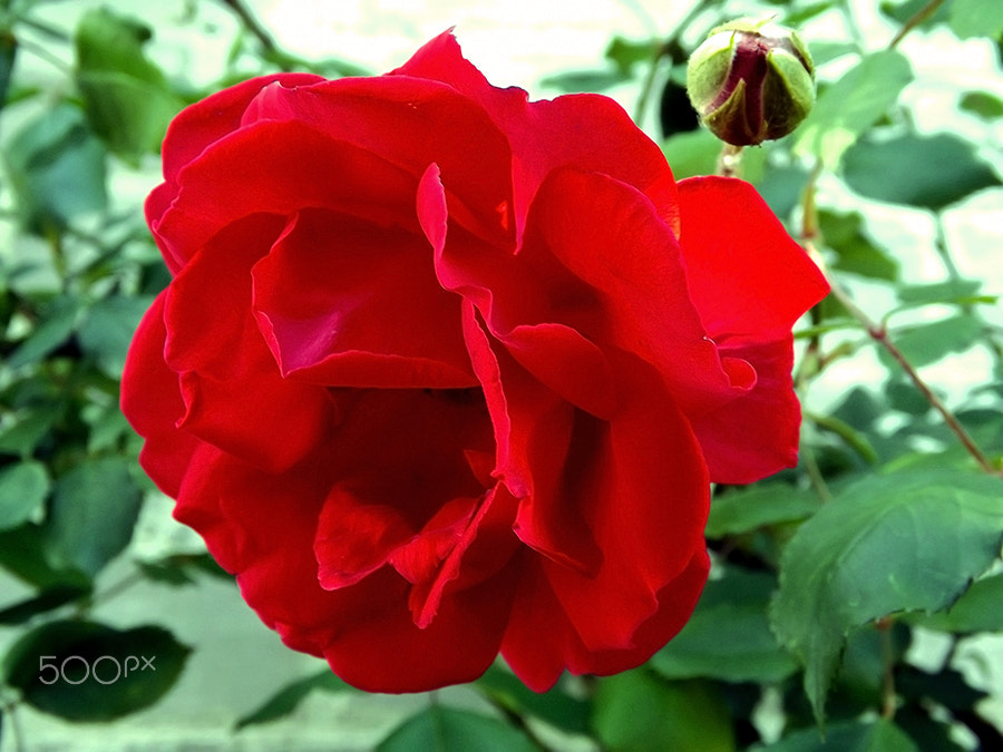 Fujifilm FinePix SL240 sample photo. Red rose photography