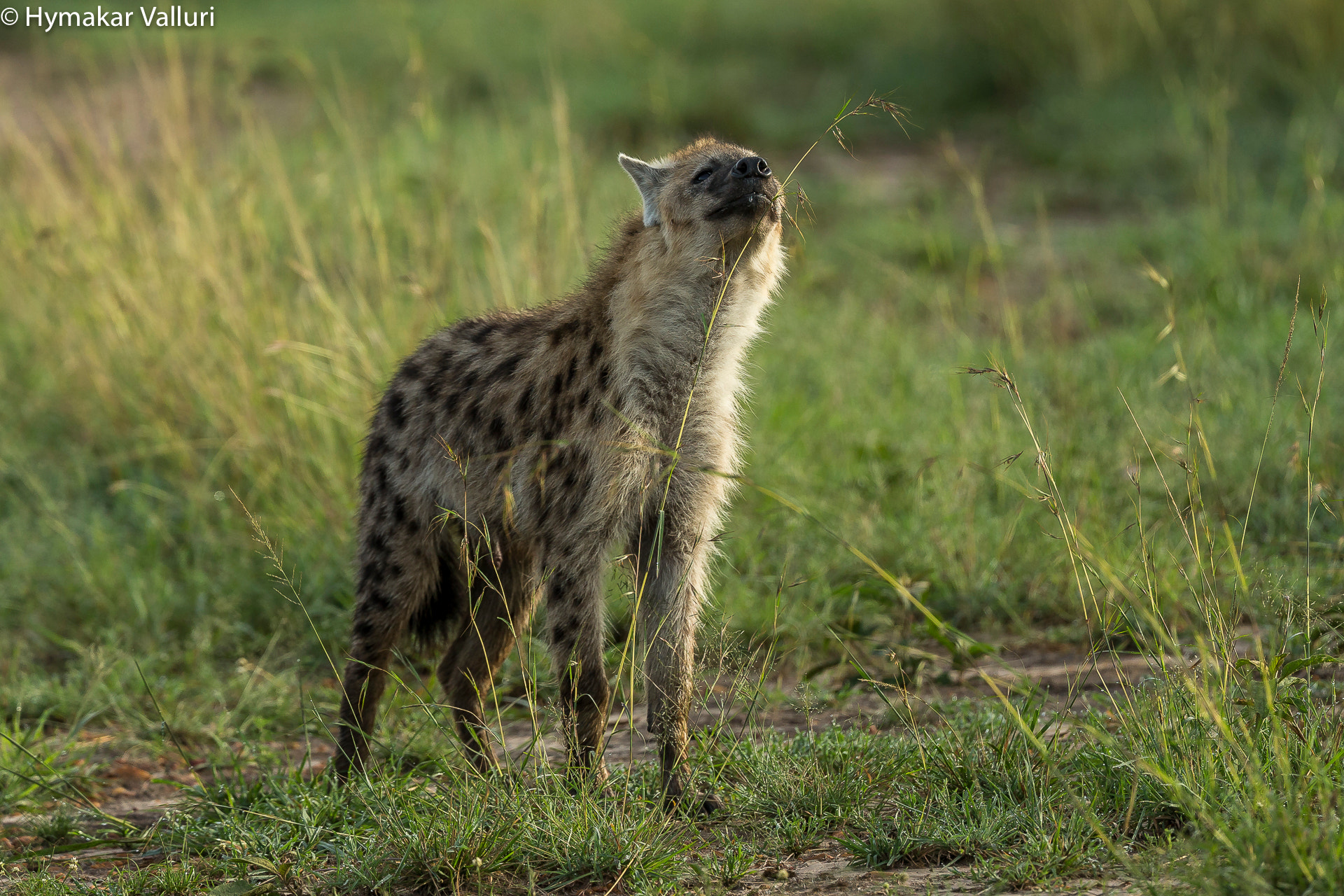 Canon EF 300mm F2.8L IS II USM sample photo. Hyena photography