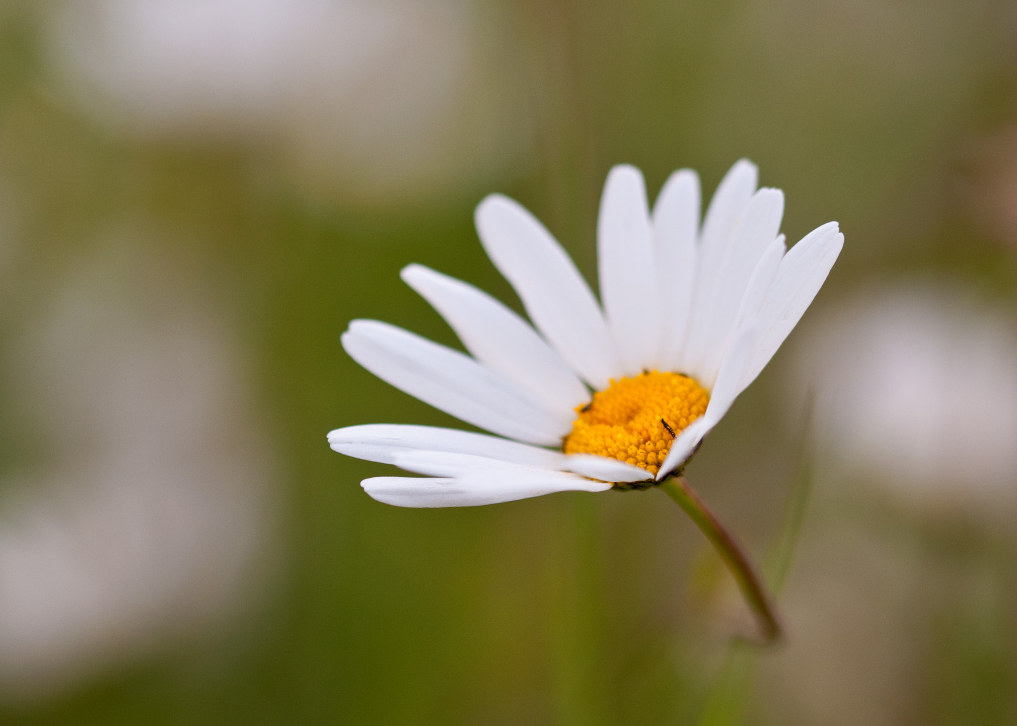 Sigma 105mm F2.8 EX DG OS HSM sample photo. Daisy photography