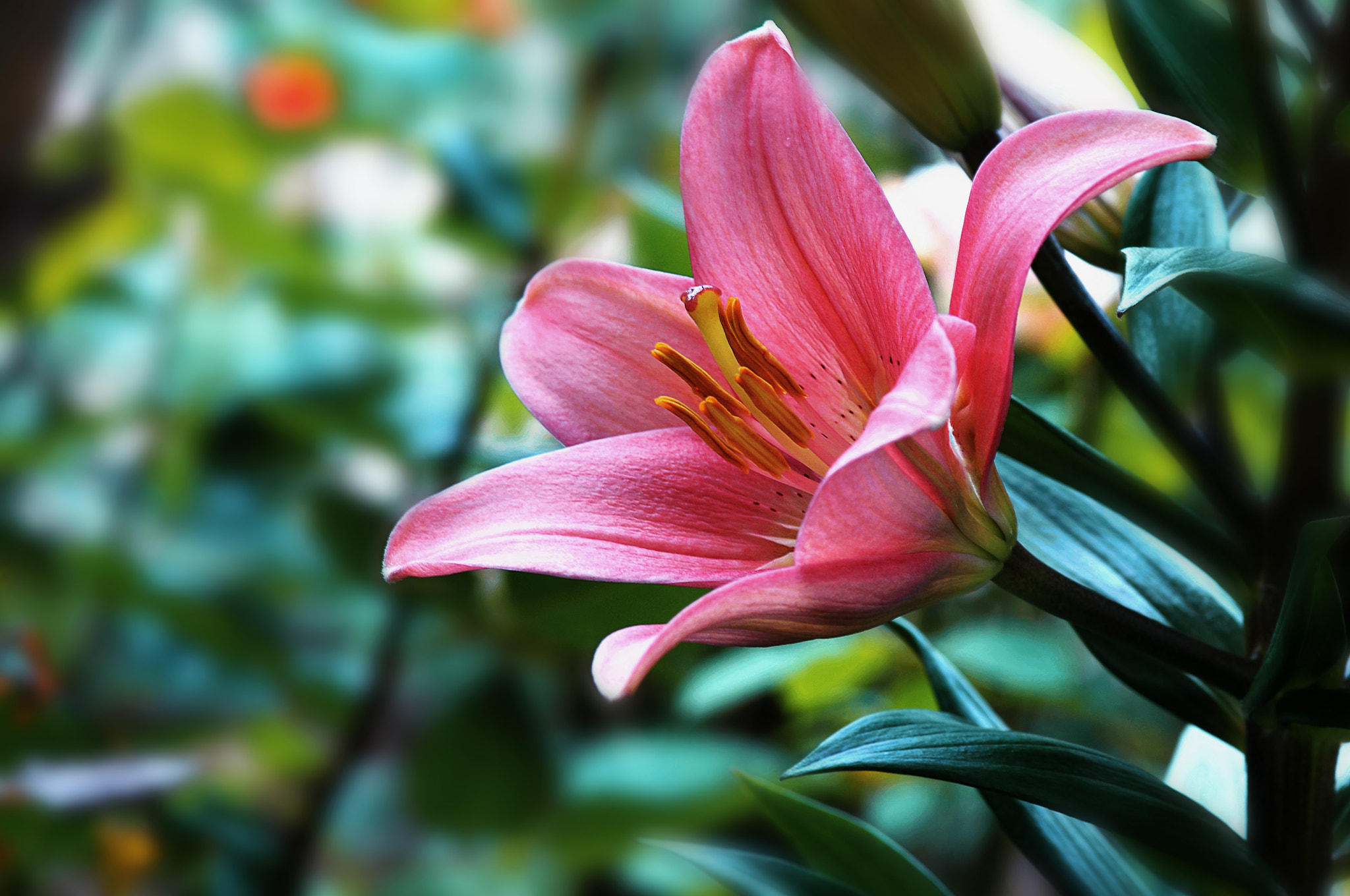 AF Micro-Nikkor 105mm f/2.8 sample photo. Лилия photography
