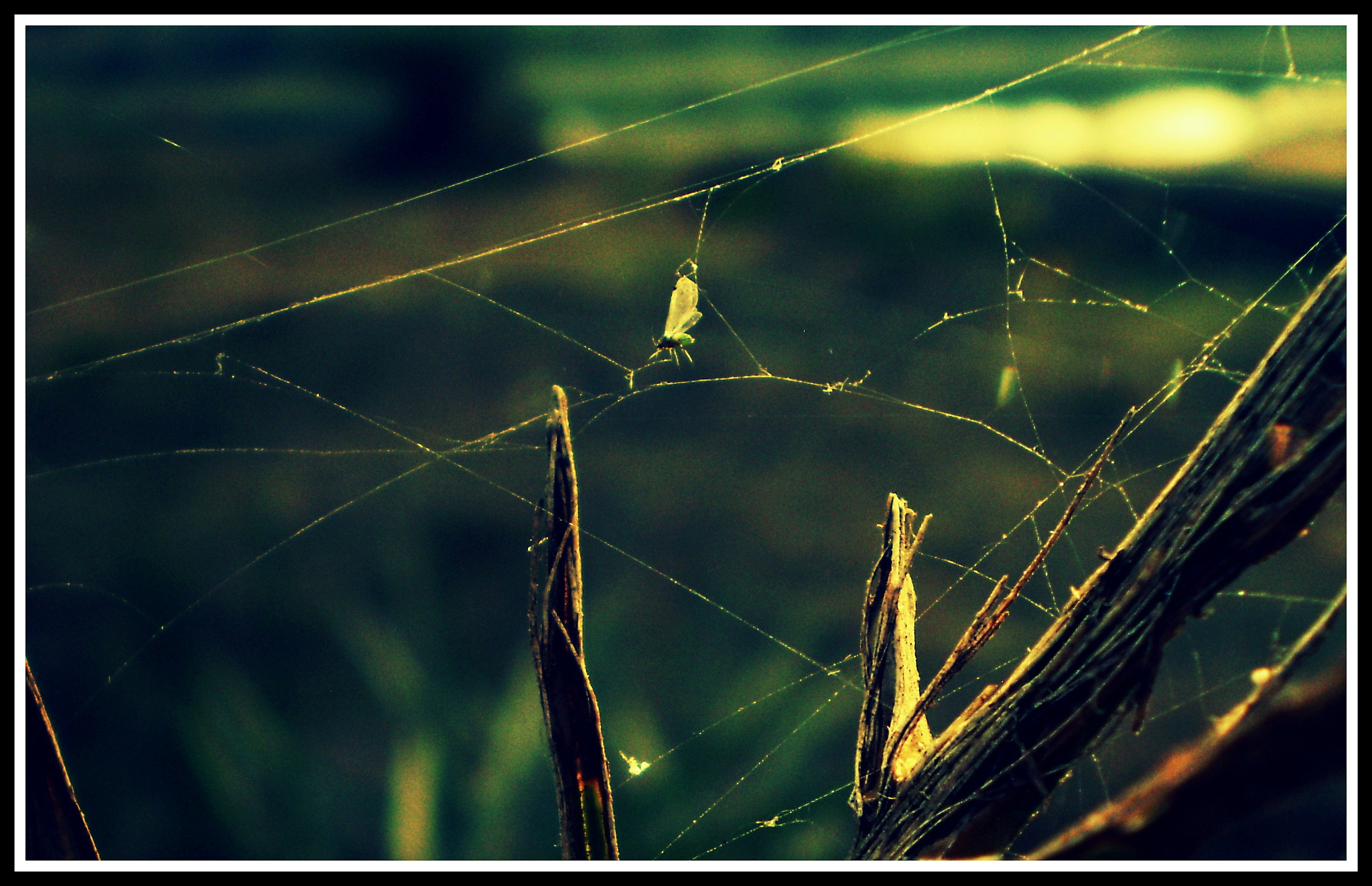 Olympus FE270,X815,C510 sample photo. Caught in the traps of life photography
