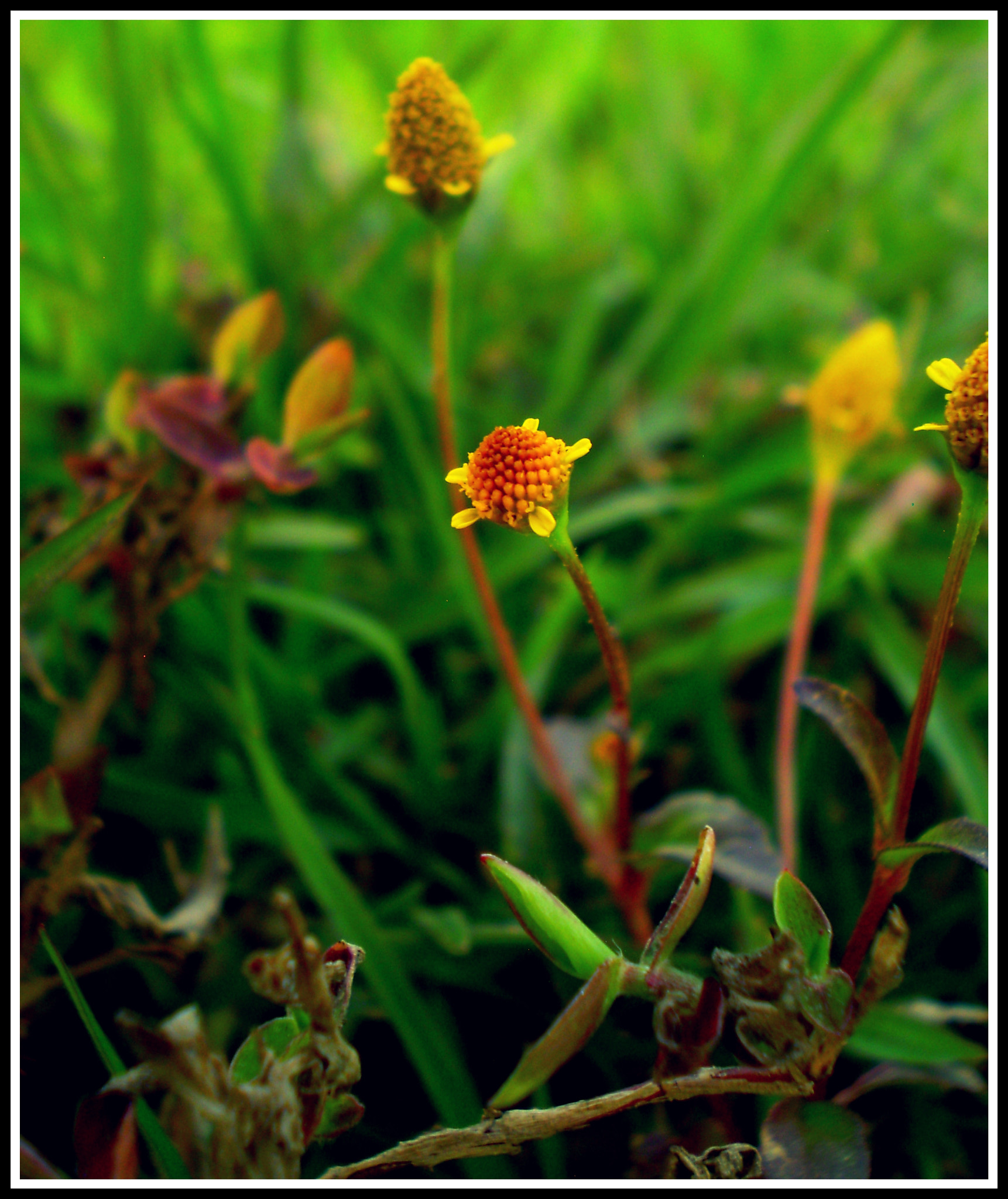 Olympus FE270,X815,C510 sample photo. The one that stands out...blooms! photography