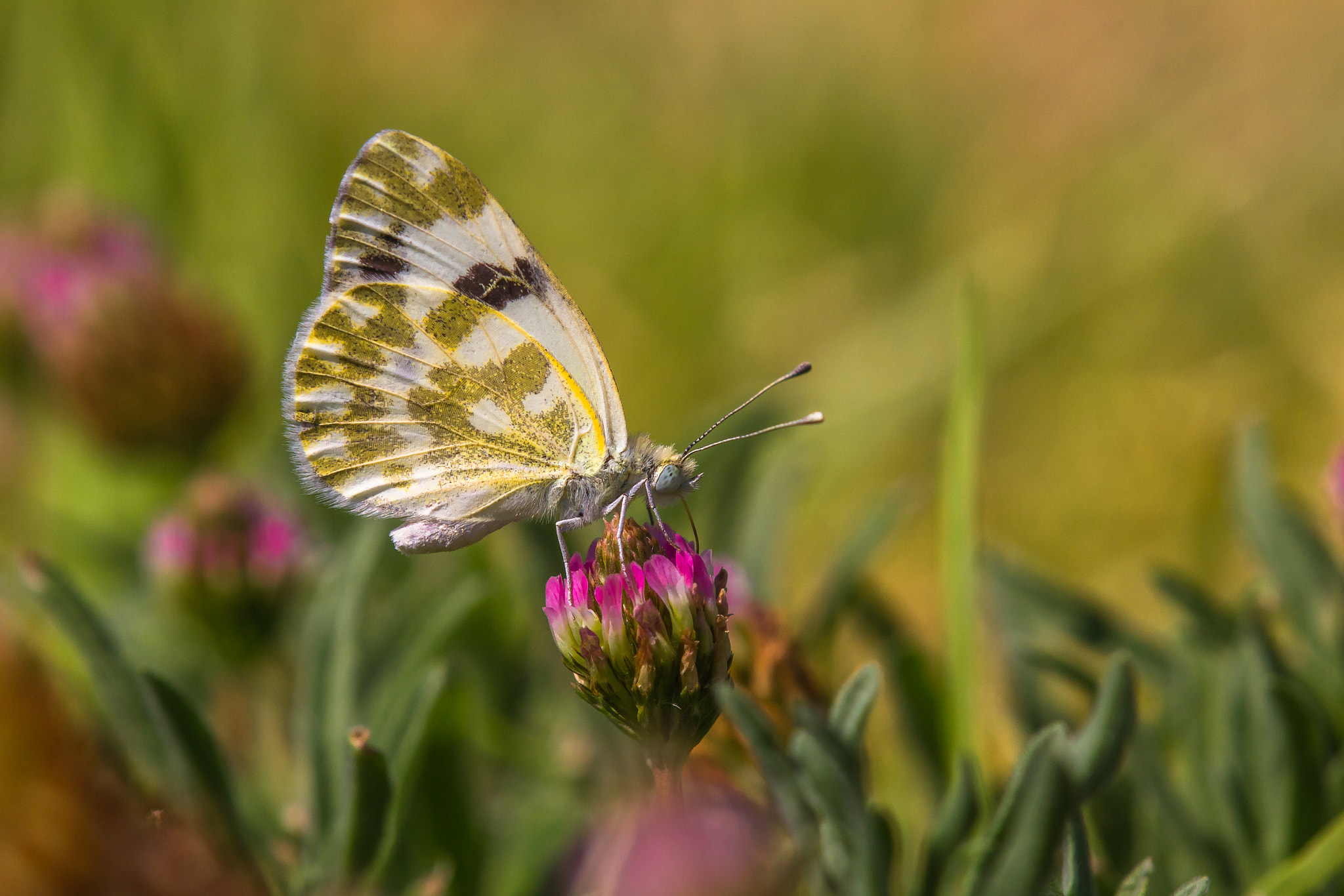Tamron SP AF 180mm F3.5 Di LD (IF) Macro sample photo. Pontia daplidice photography