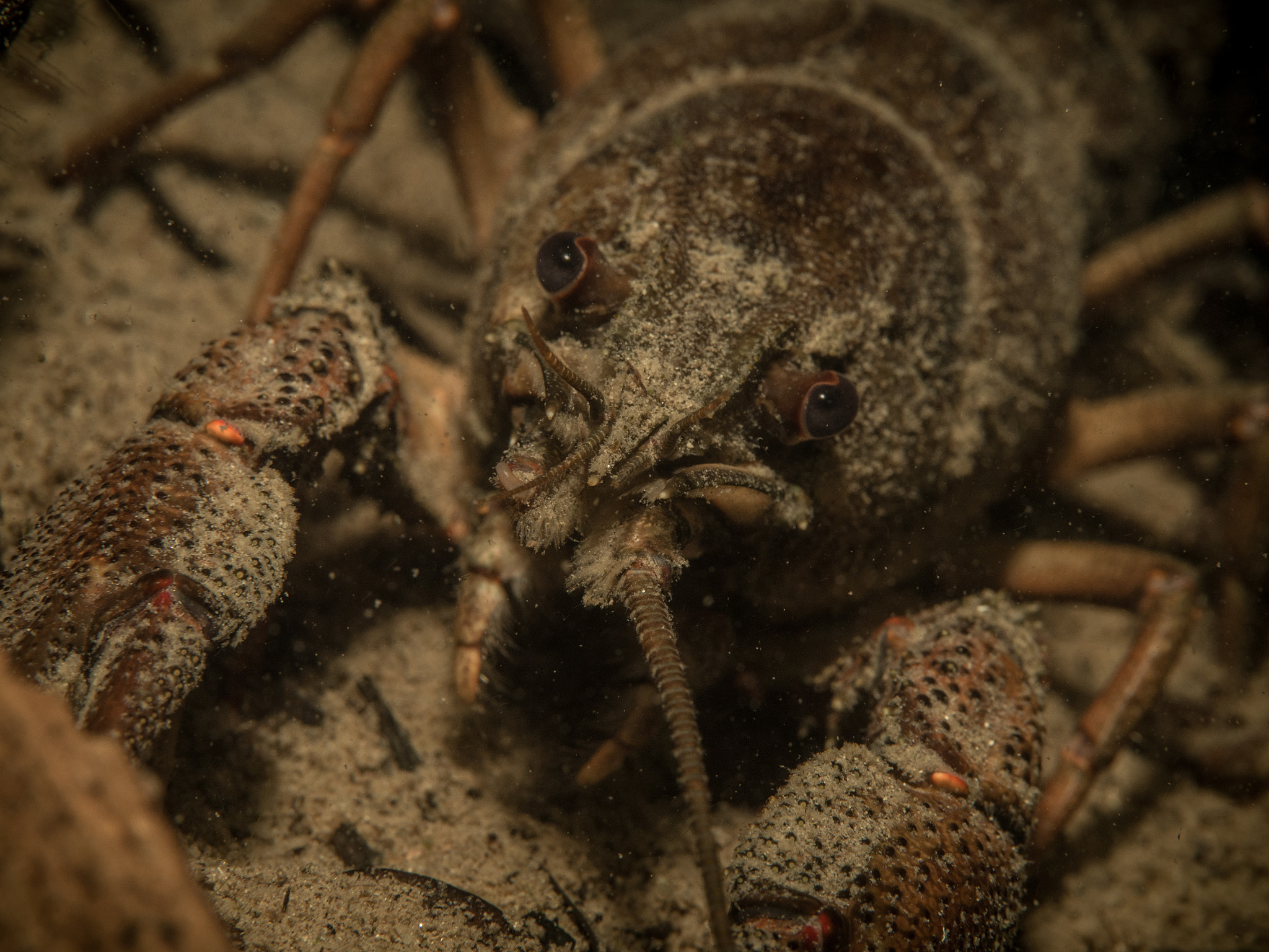 Olympus PEN E-PL5 sample photo. Crab closeup photography