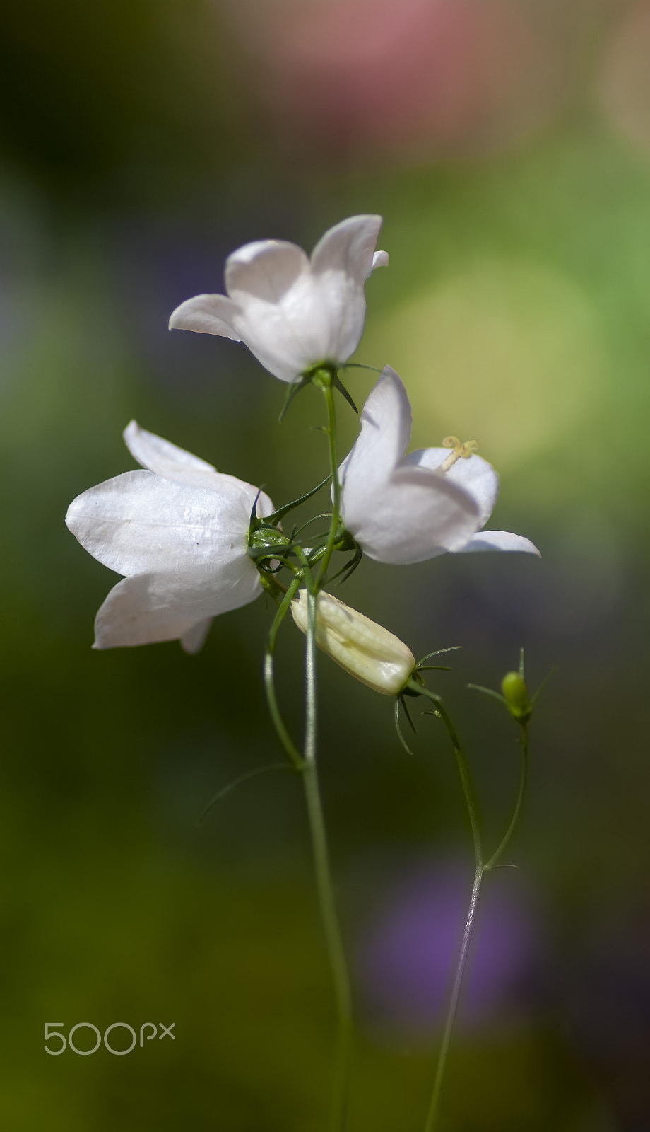 Pentax K20D + Pentax smc D-FA 100mm F2.8 macro sample photo. Bells photography