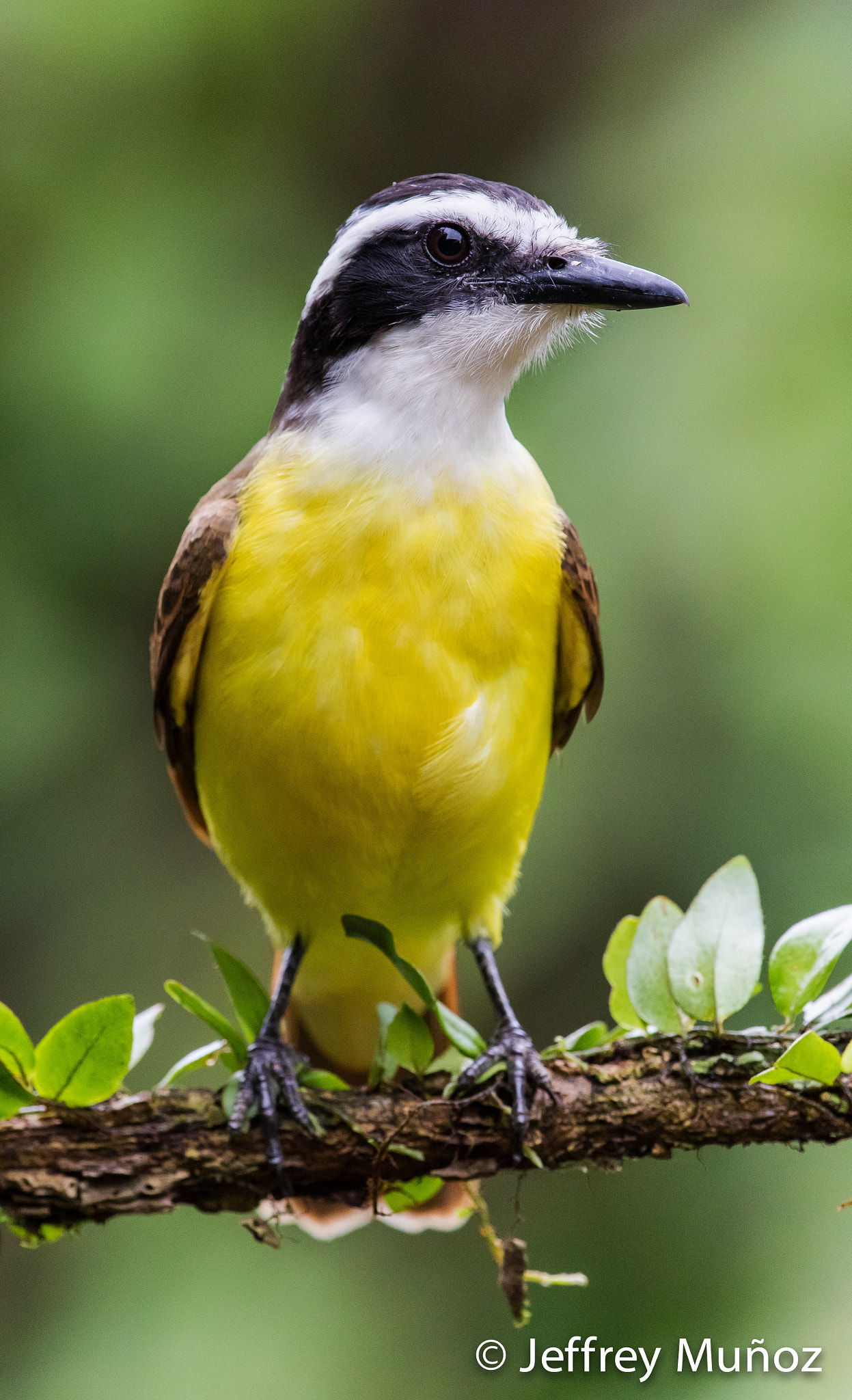 Canon EF 300mm F2.8L IS II USM sample photo. Great kiskadee photography