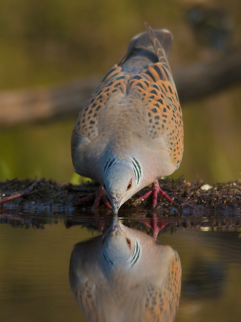 Canon EF 300mm F4L IS USM sample photo. European turtle dove / zomertortel photography