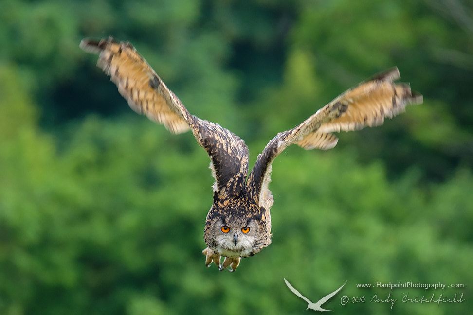 Fujifilm XF 100-400mm F4.5-5.6 R LM OIS WR sample photo. Eagle owl photography