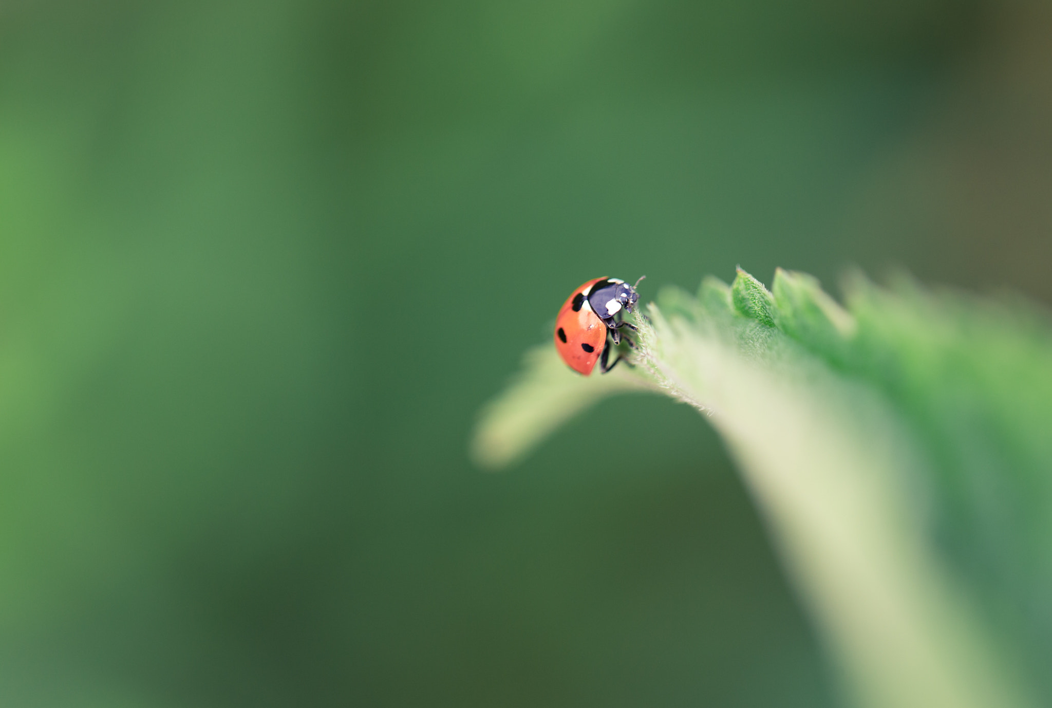 Canon EF 100mm F2.8L Macro IS USM sample photo. Supergreen photography
