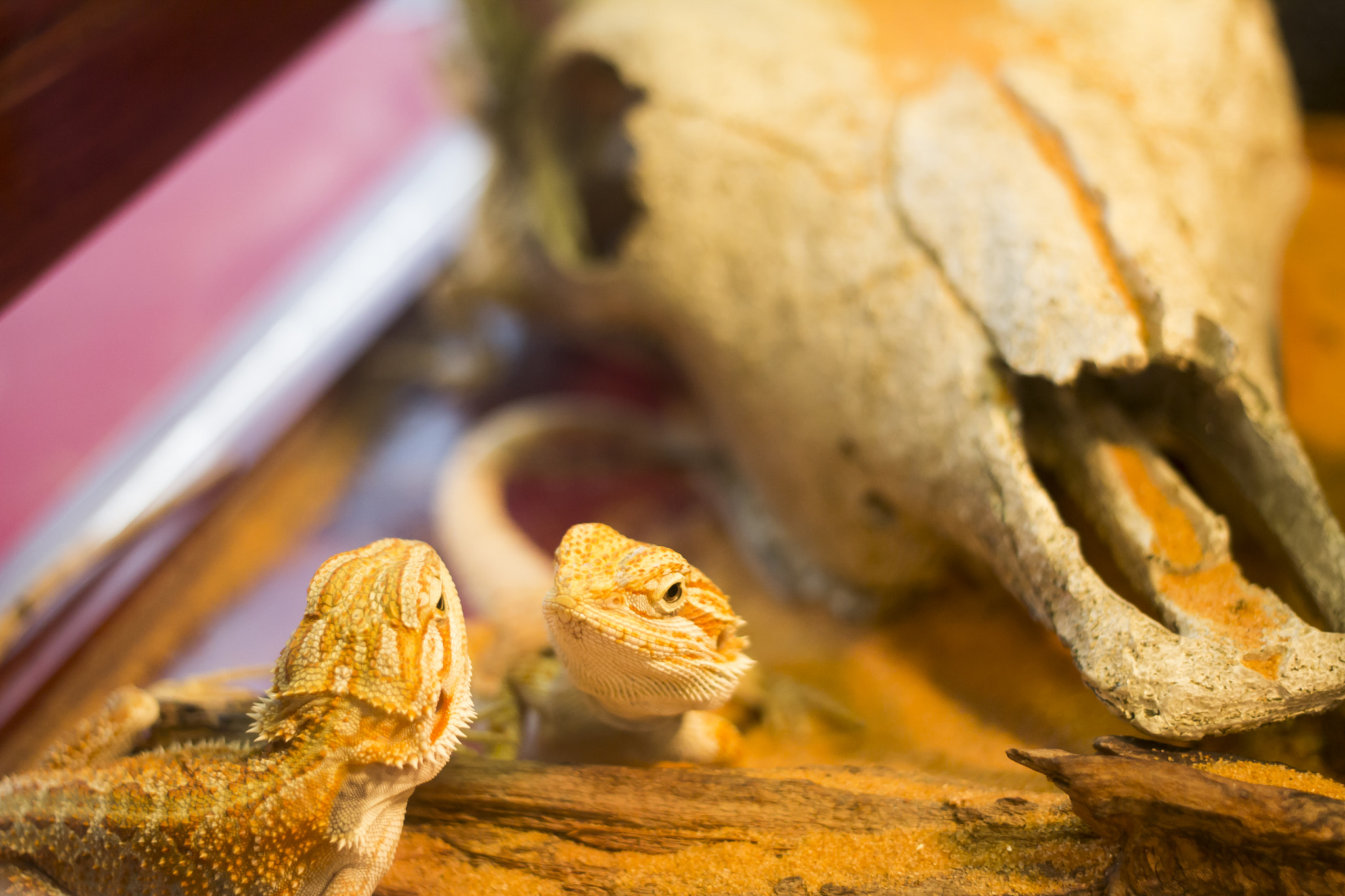 Canon EF 40mm F2.8 STM sample photo. Hello! photography