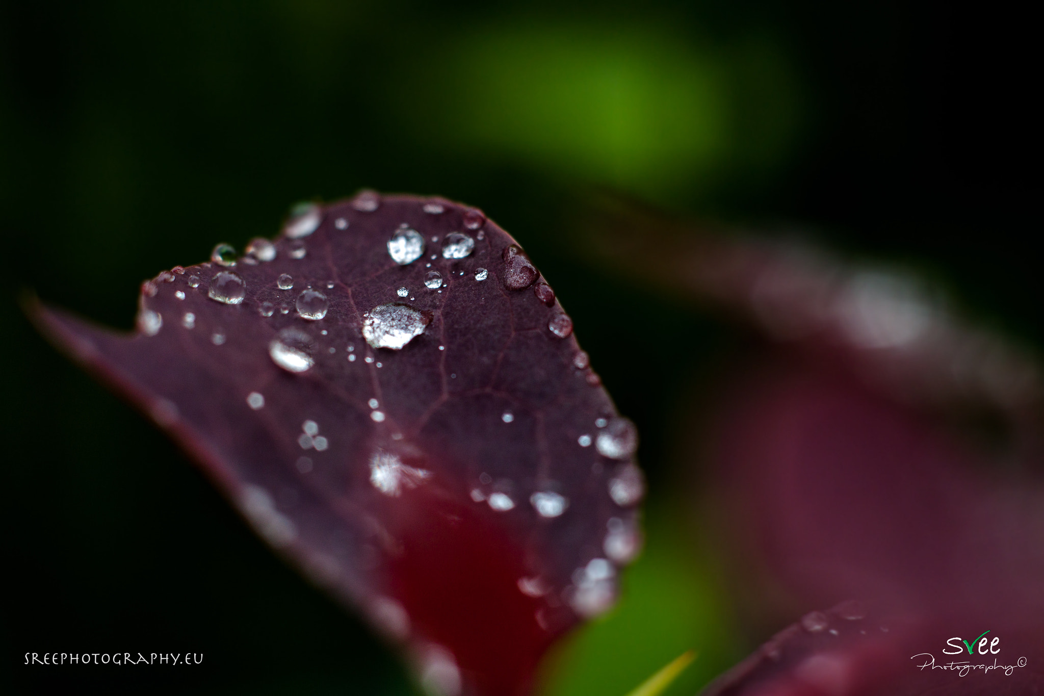 Canon EOS 500D (EOS Rebel T1i / EOS Kiss X3) + Canon EF 50mm f/1.8 sample photo. Just after rain photography