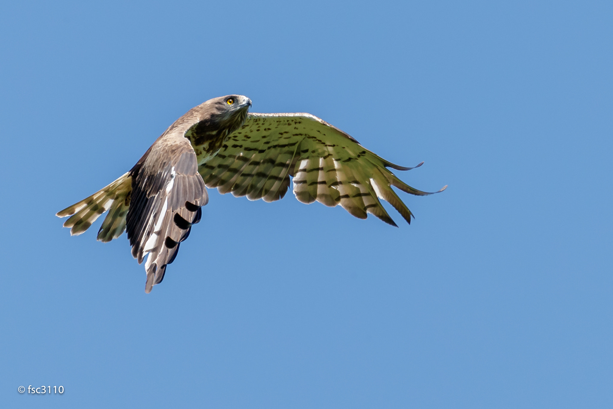 Canon EF 500mm F4L IS II USM sample photo. Short-toed snake eagle in flight photography