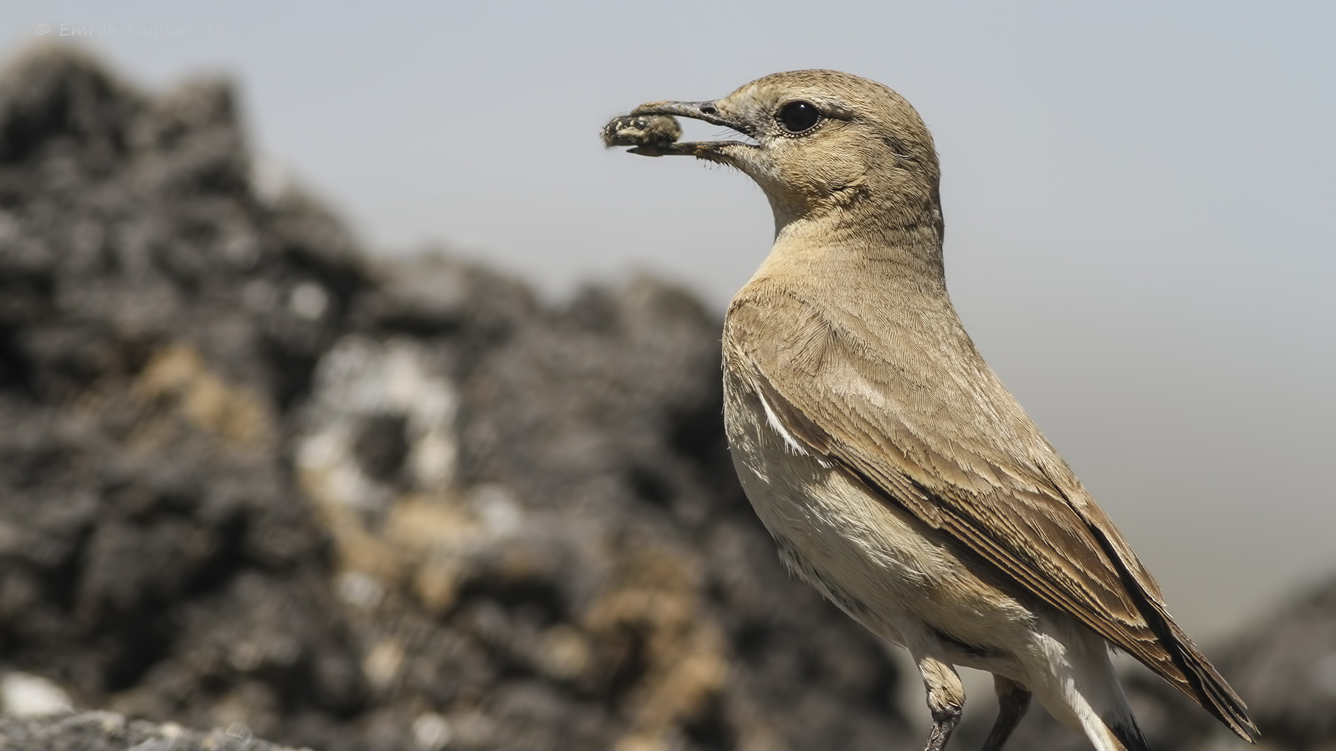 Canon EOS 7D + Canon EF 400mm F5.6L USM sample photo. Northern wheatear photography