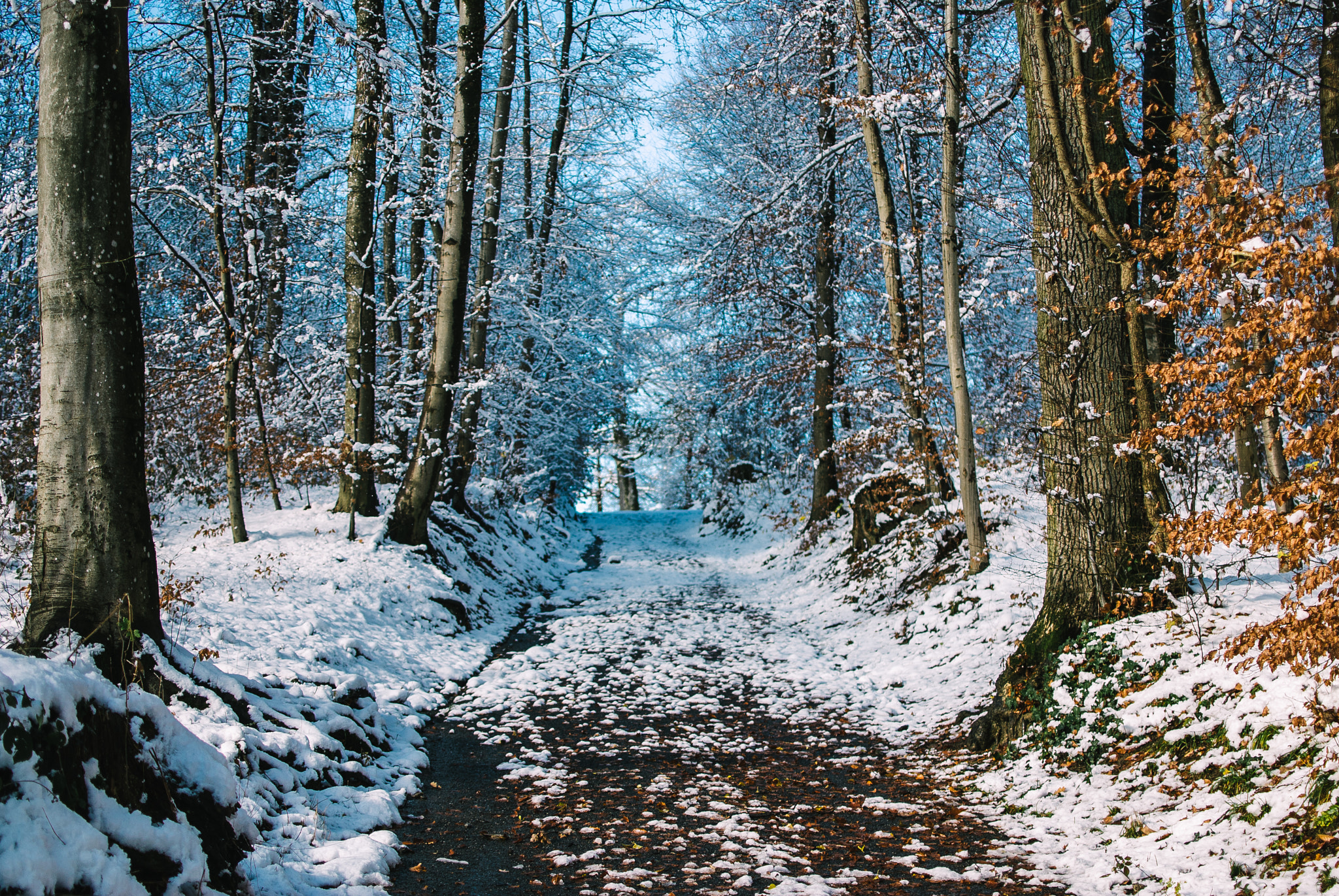 Nikon D40X + Nikon AF-S DX Nikkor 35mm F1.8G sample photo. Forest in switzerland photography