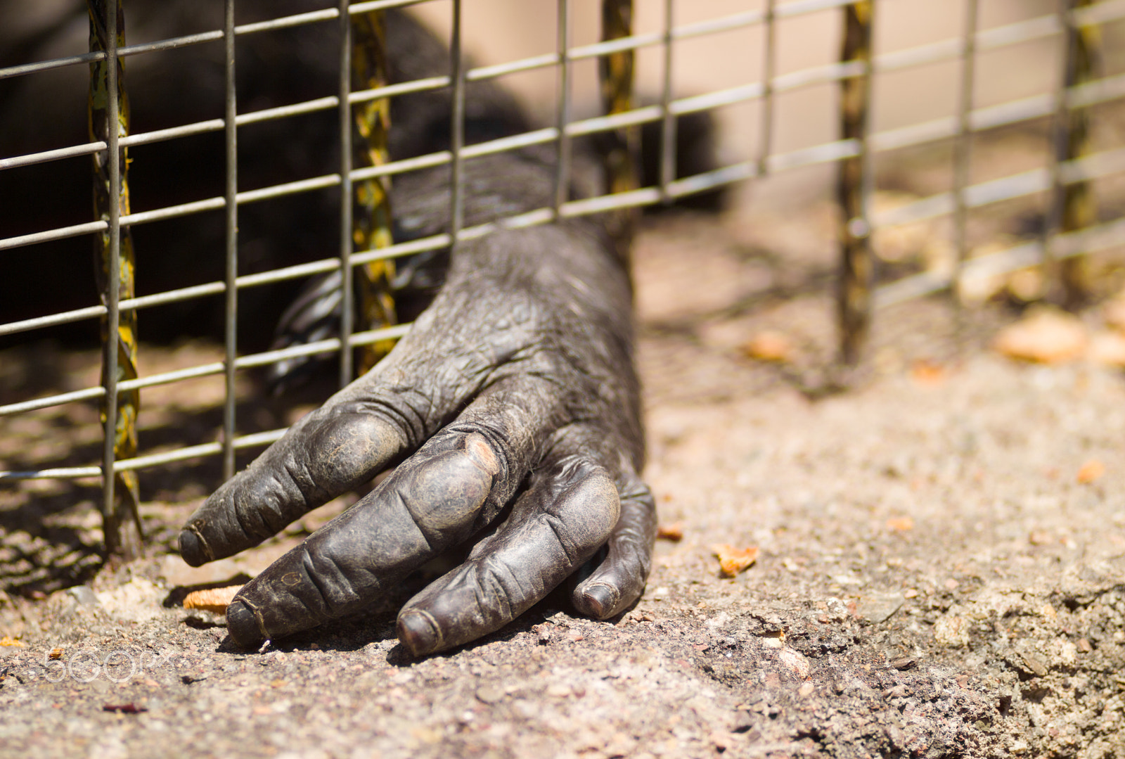 Kodak DCS Pro 14N sample photo. Imprisoned gorilla photography