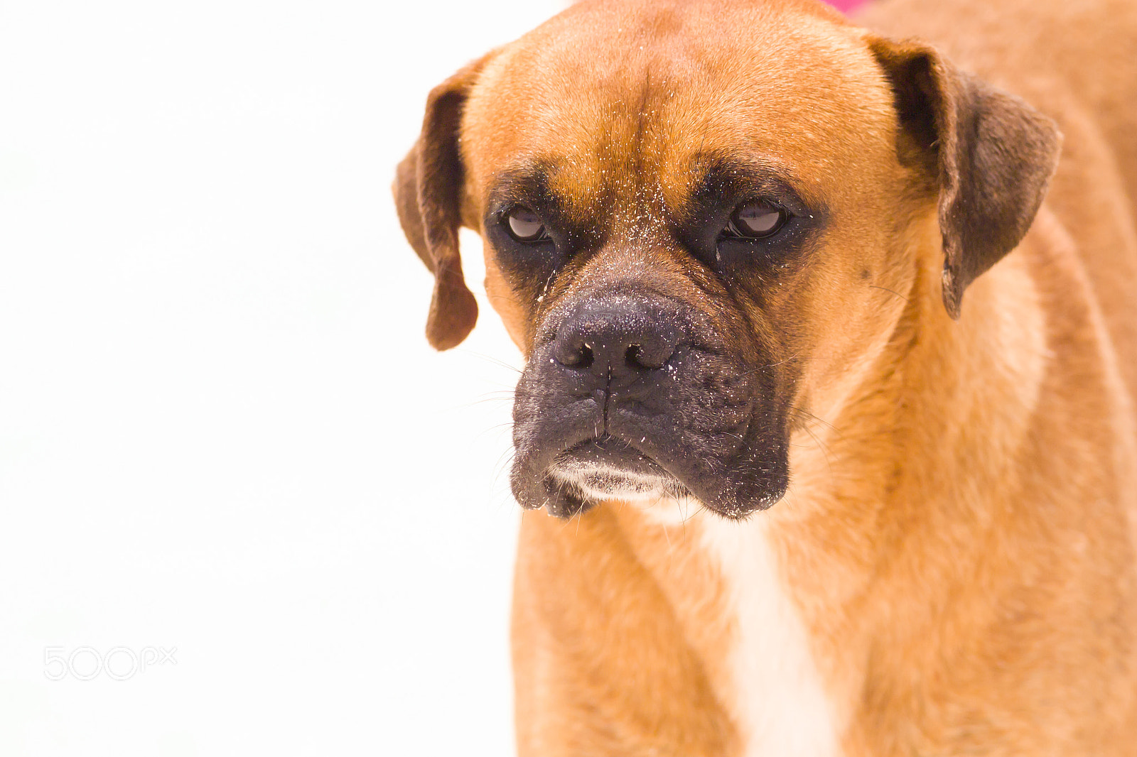 Kodak DCS Pro 14N sample photo. Close up of a street dog photography
