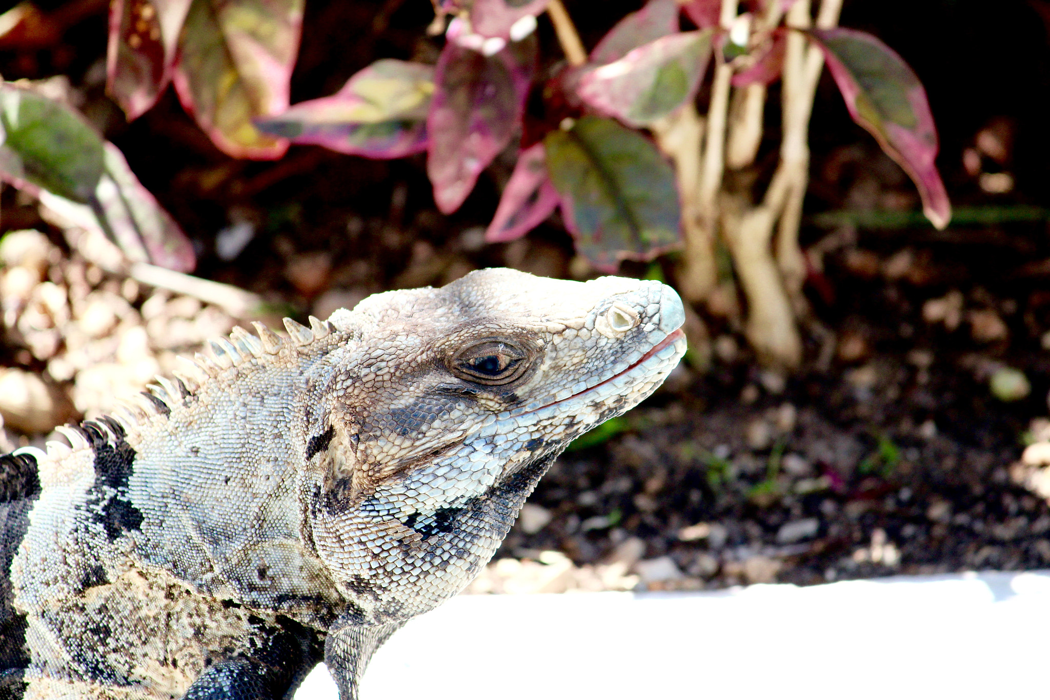 Canon EF-S 55-250mm F4-5.6 IS sample photo. Those eyes!! photography