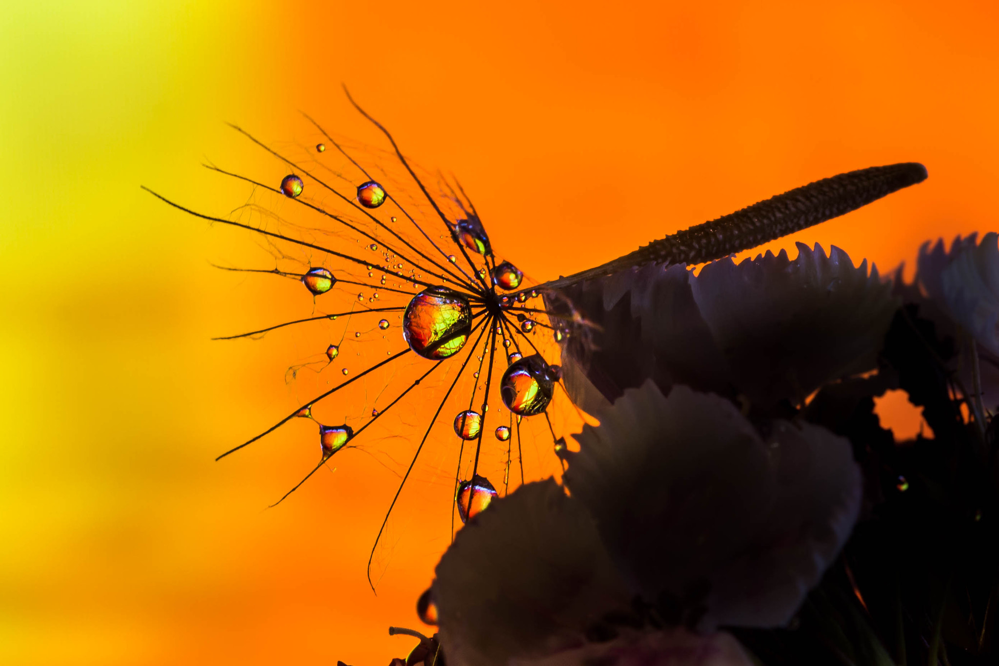 Canon EF 100mm F2.8 Macro USM sample photo. Dreamcatcher photography