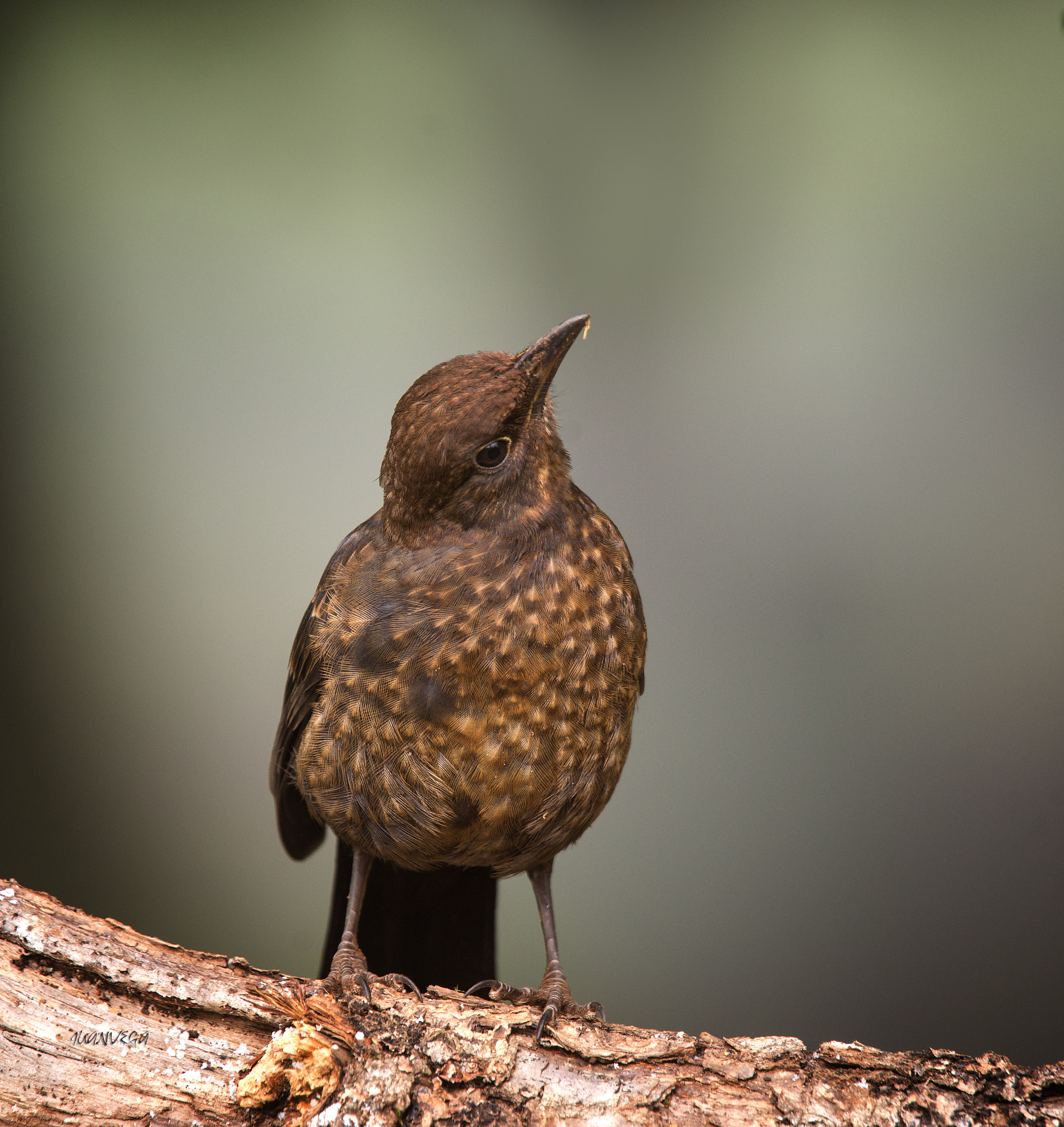 Sony Alpha DSLR-A850 + Minolta AF 300mm F2.8 HS-APO G sample photo. Mirlo juvenil photography