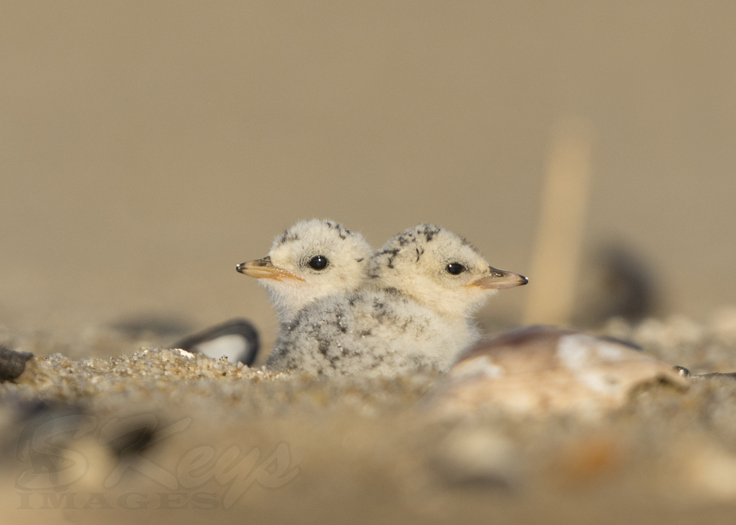 Nikon D7200 + Sigma 500mm F4.5 EX DG HSM sample photo. Two cute (least tern chicks) photography