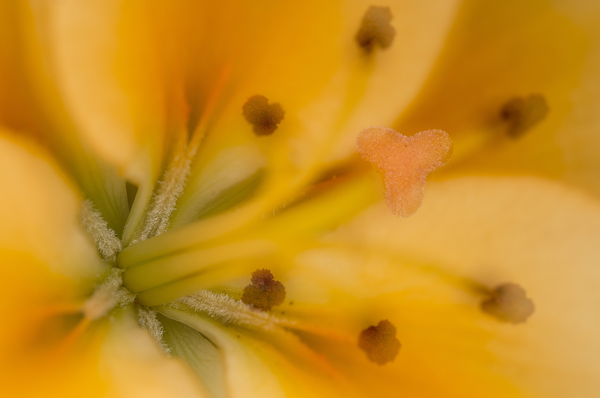 Pentax K-r + Sigma sample photo. Lilly, inside photography