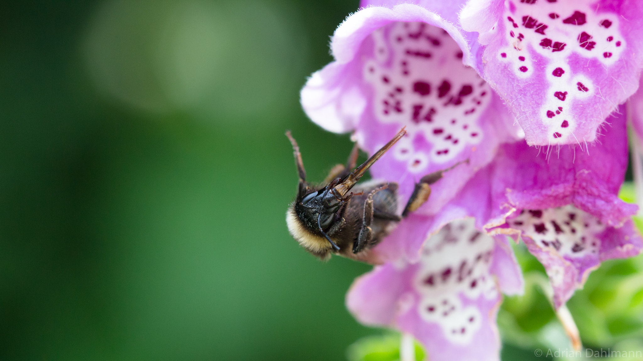 Canon EF 100mm F2.8 Macro USM sample photo. Crazy bumblebee photography