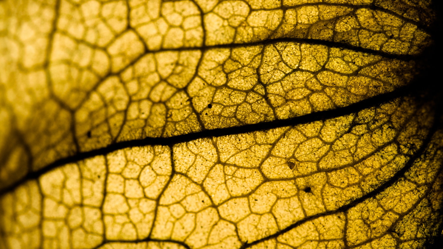 Nikon D3200 + Nikon AF Micro-Nikkor 60mm F2.8D sample photo. Physalis husk #1 photography