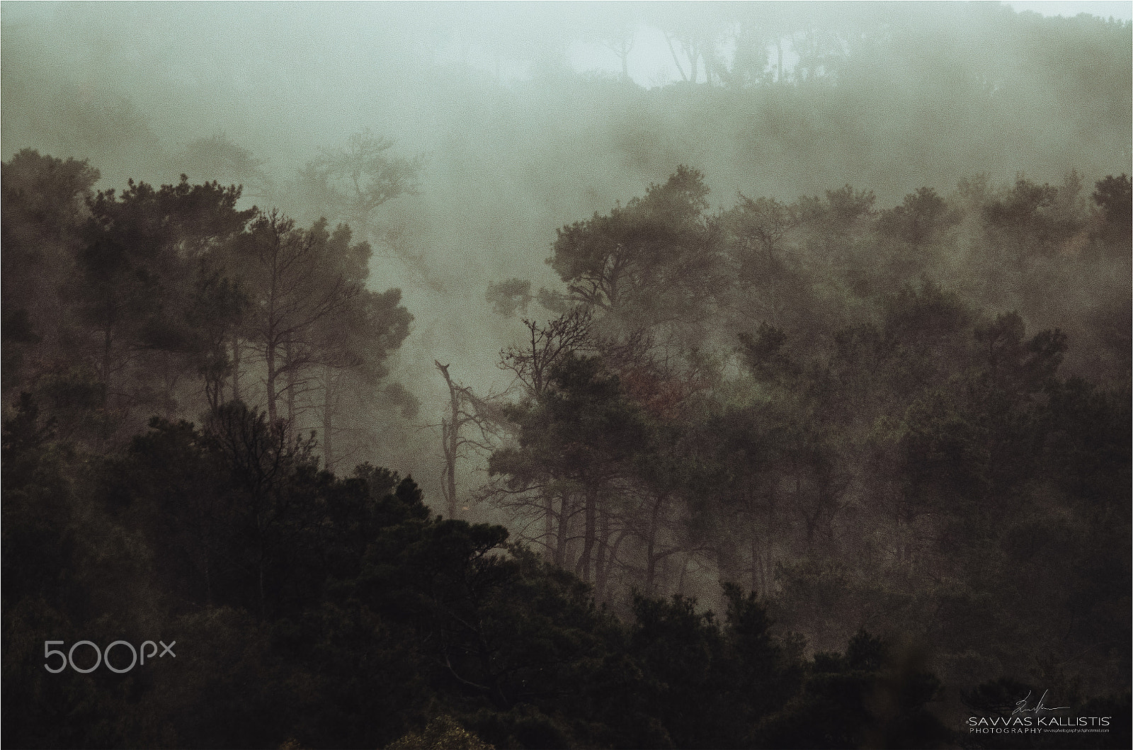 Sigma 120-400mm F4.5-5.6 DG OS HSM sample photo. Fog photography