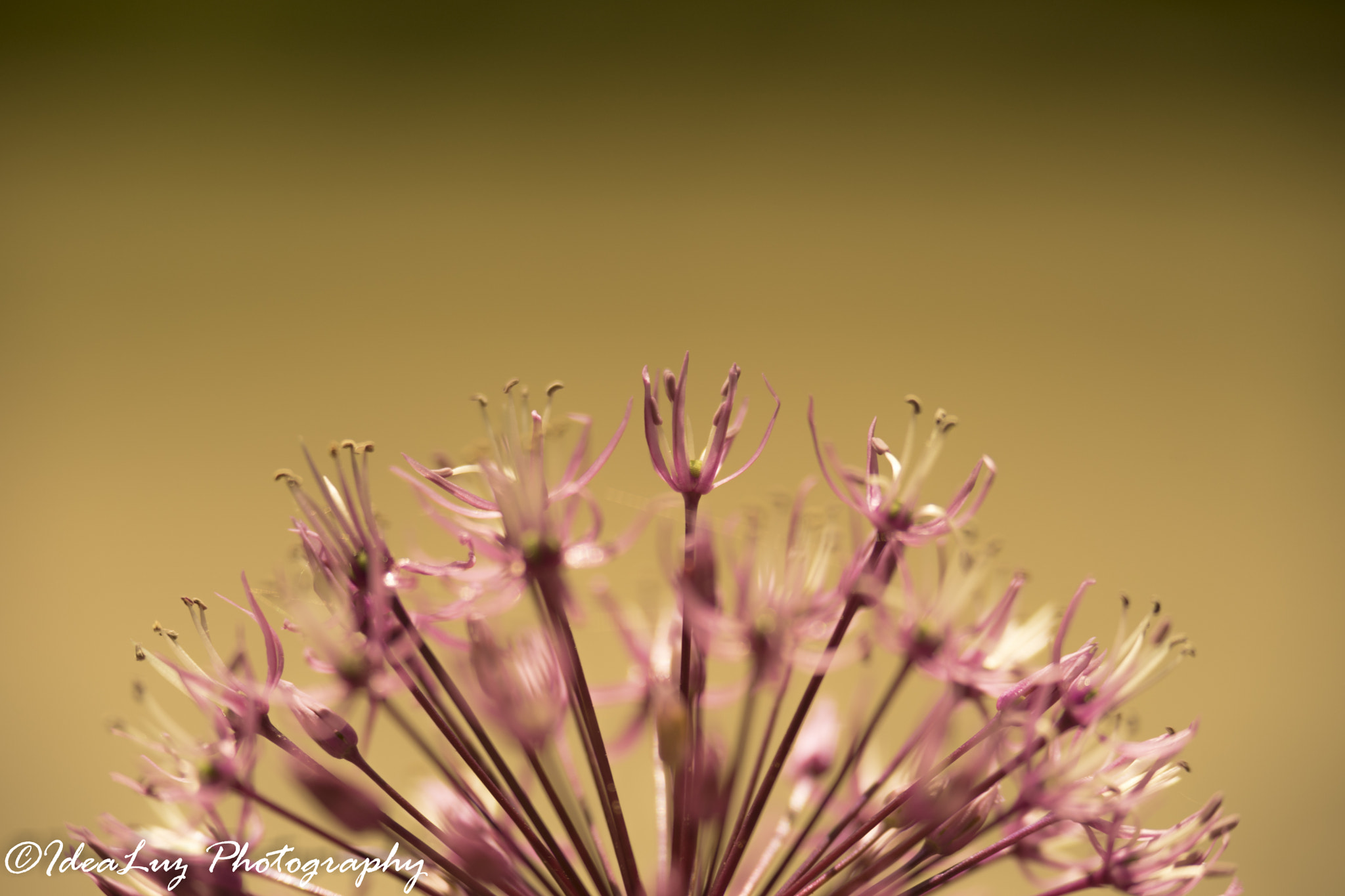 150mm F2.8 sample photo. Flower fire photography