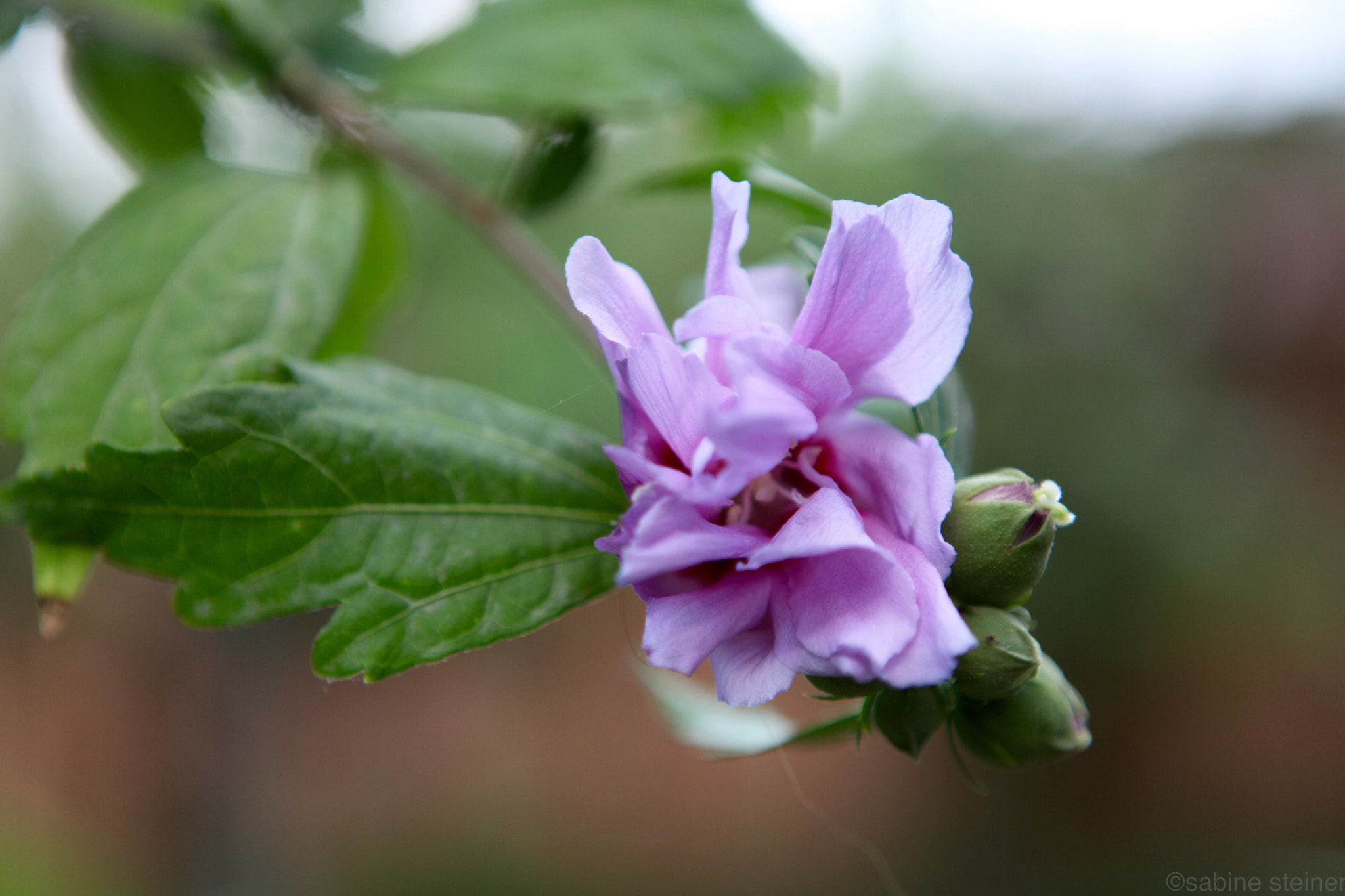 Canon EF 24-70mm F2.8L USM sample photo. Bright flower photography