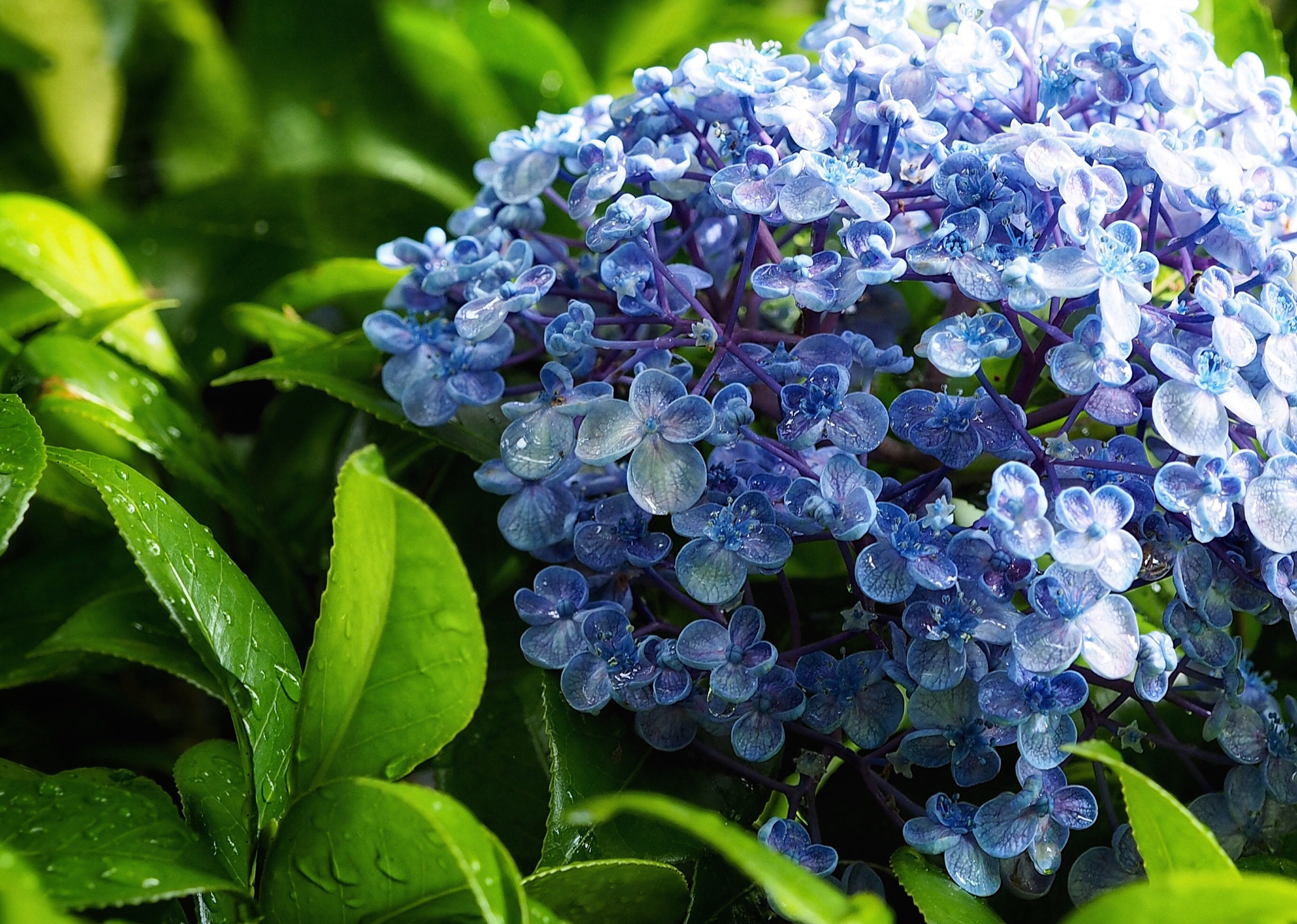 Olympus PEN E-PL7 sample photo. Just after the rain photography