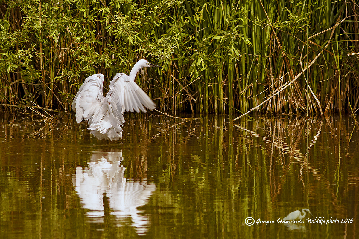 Canon EOS 7D Mark II + Canon EF 400mm F5.6L USM sample photo. The vain lake photography