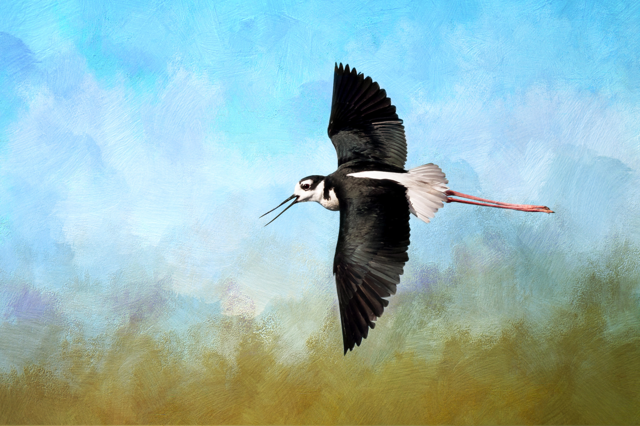 Canon EOS 7D Mark II + Canon EF 400mm F5.6L USM sample photo. Black-necked stilt: diversionary tactics photography