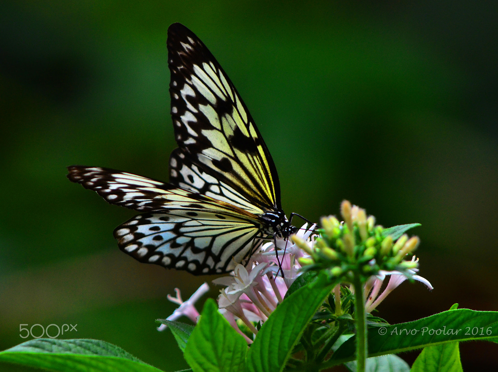 Nikon D7000 + AF Nikkor 20mm f/2.8 sample photo. Paper kite butterfly photography