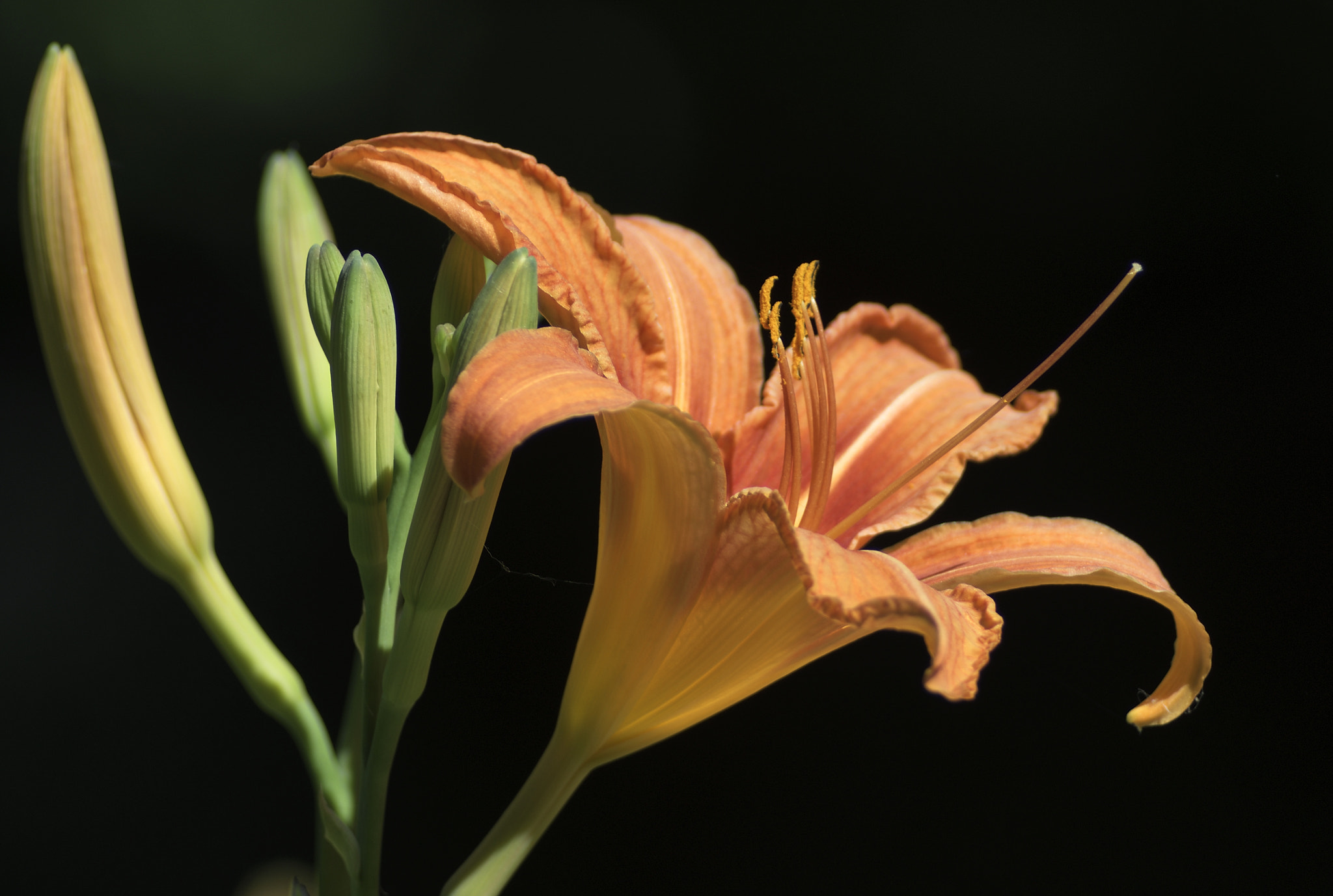 Nikon AF-Nikkor 80-200mm F2.8D ED sample photo. Corntlor photography