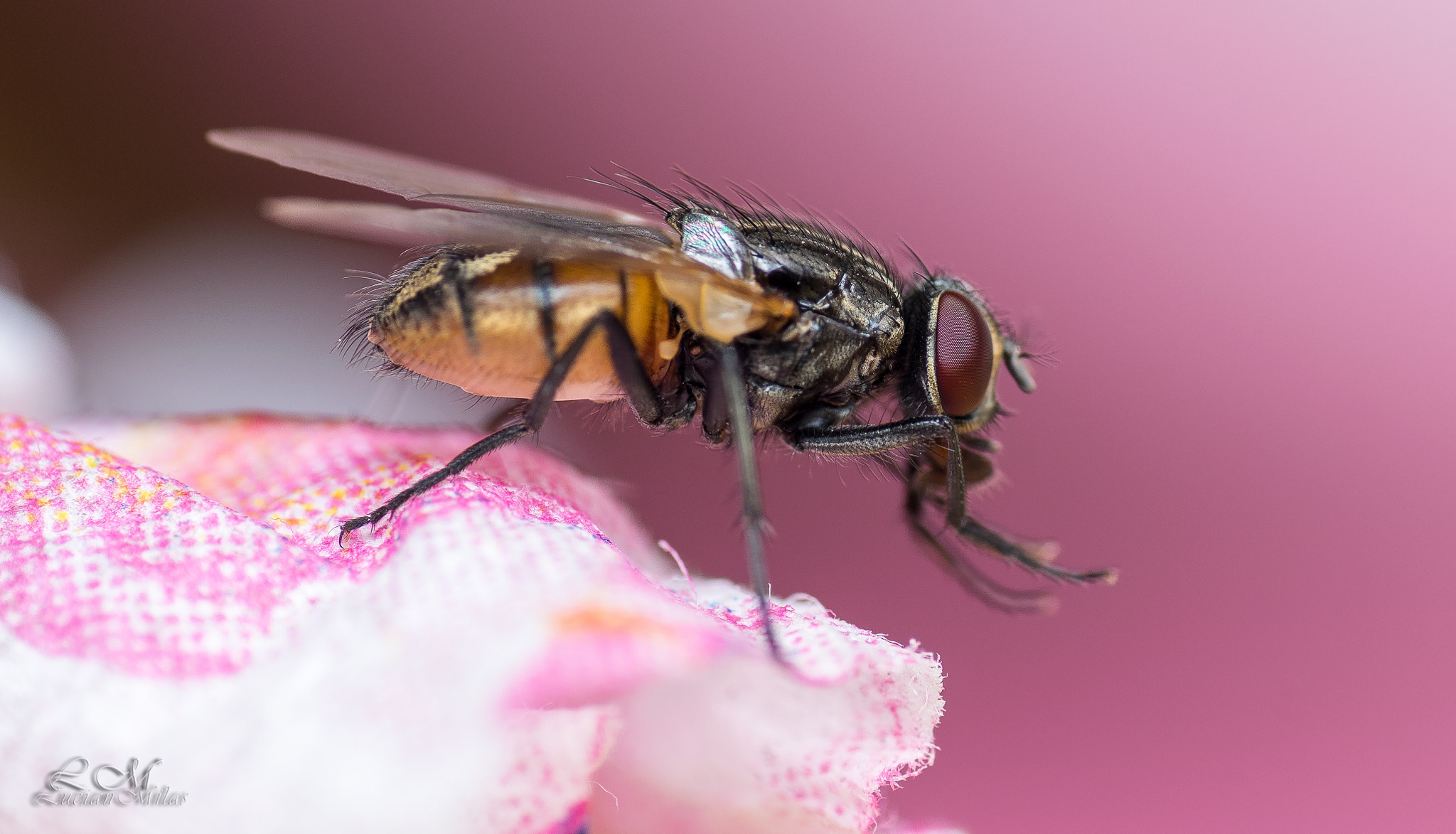 Nikon AF-S Micro-Nikkor 105mm F2.8G IF-ED VR sample photo. Playing around photography