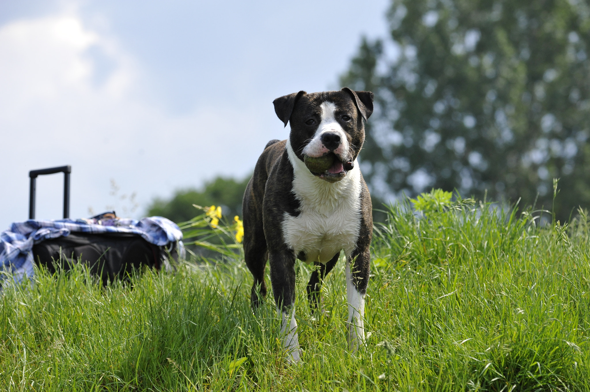 Nikon D700 + Nikon AF-S Nikkor 80-400mm F4.5-5.6G ED VR sample photo. Hund am langenhagen wietzesee photography