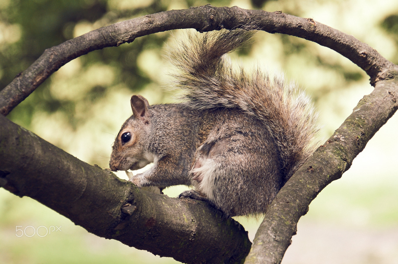 Sony Alpha NEX-6 + Sony E 18-200mm F3.5-6.3 OSS sample photo. Squirrel arc photography