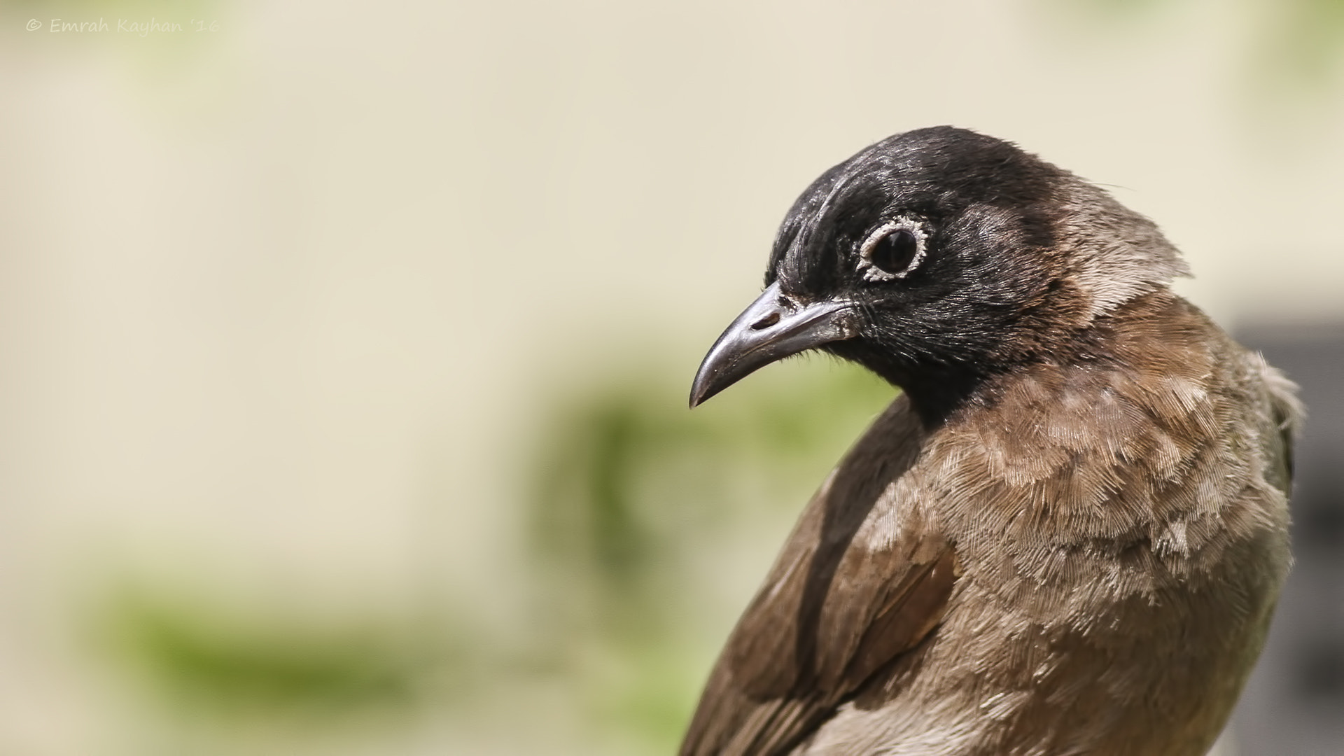 Canon EOS 7D + Canon EF 400mm F5.6L USM sample photo. White-spectacled bulbul photography