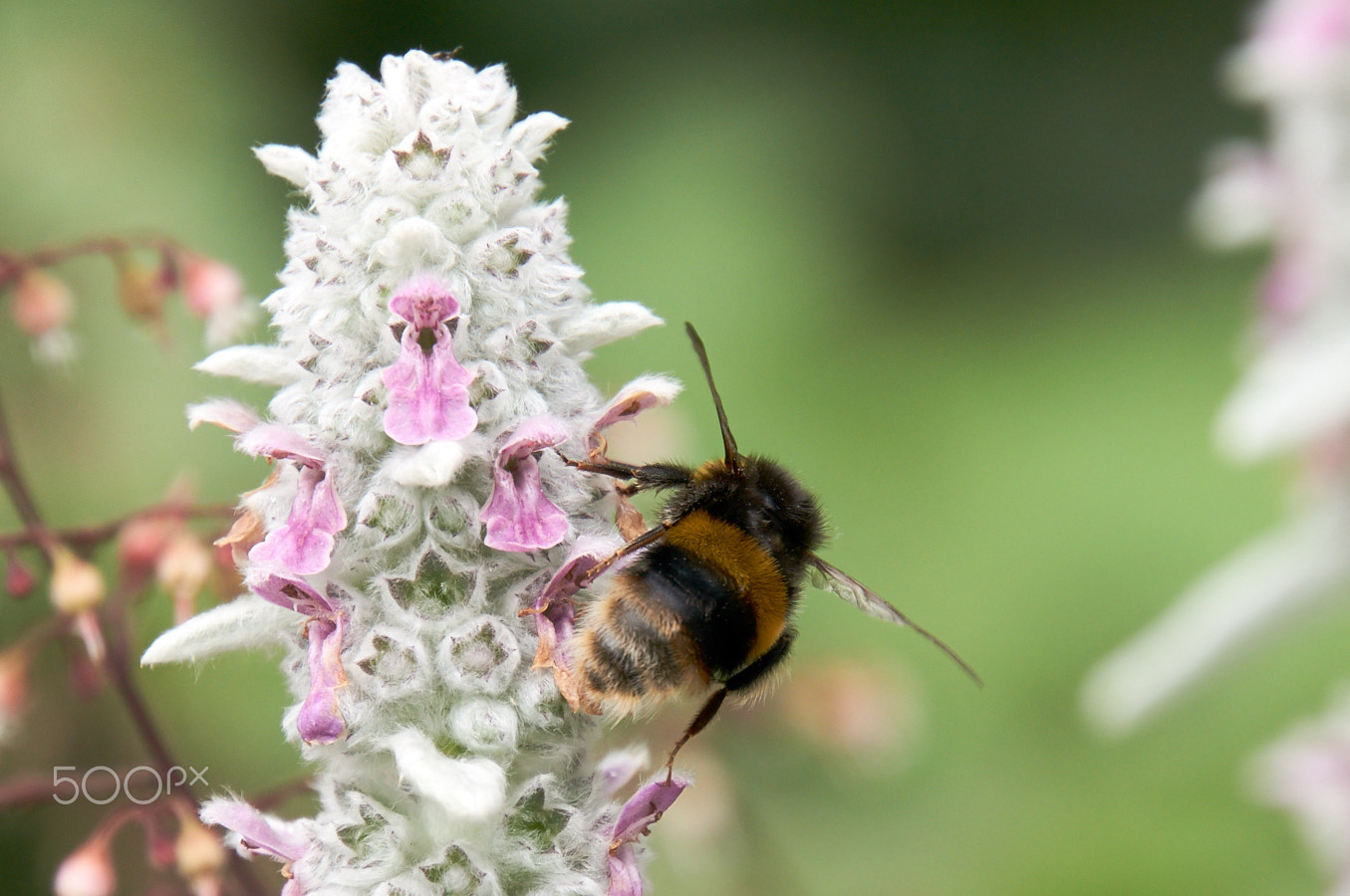 Sony Alpha NEX-6 + Sony E 18-200mm F3.5-6.3 OSS sample photo. Bee photography