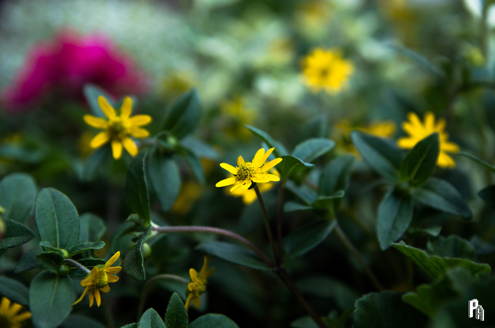 Pentax K-50 + Tamron SP AF 17-50mm F2.8 XR Di II LD Aspherical (IF) sample photo. Yellow beauty photography